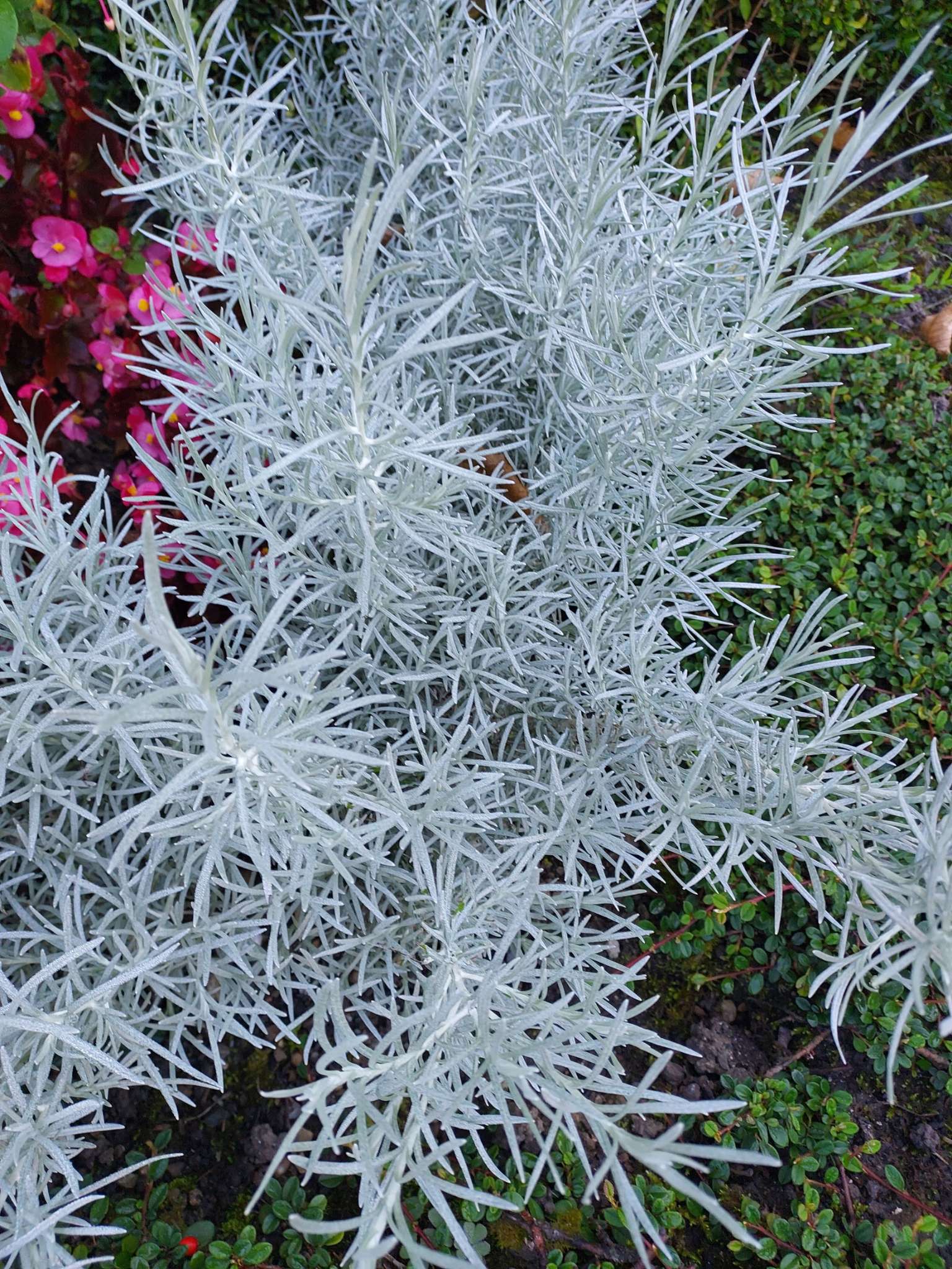 Immagine di Calocephalus brownii con nessuna patologia evidente