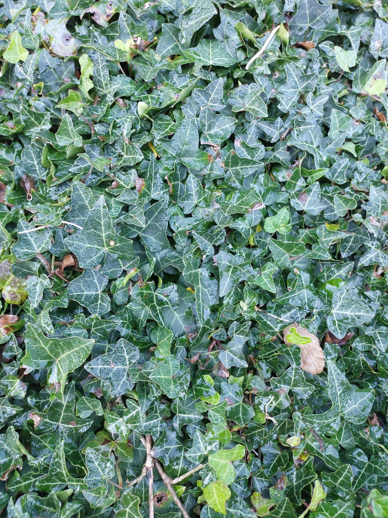 Immagine di Edera (Hedera helix) con Possibile attacco di ragnetto rosso (Tetranychus urticae)