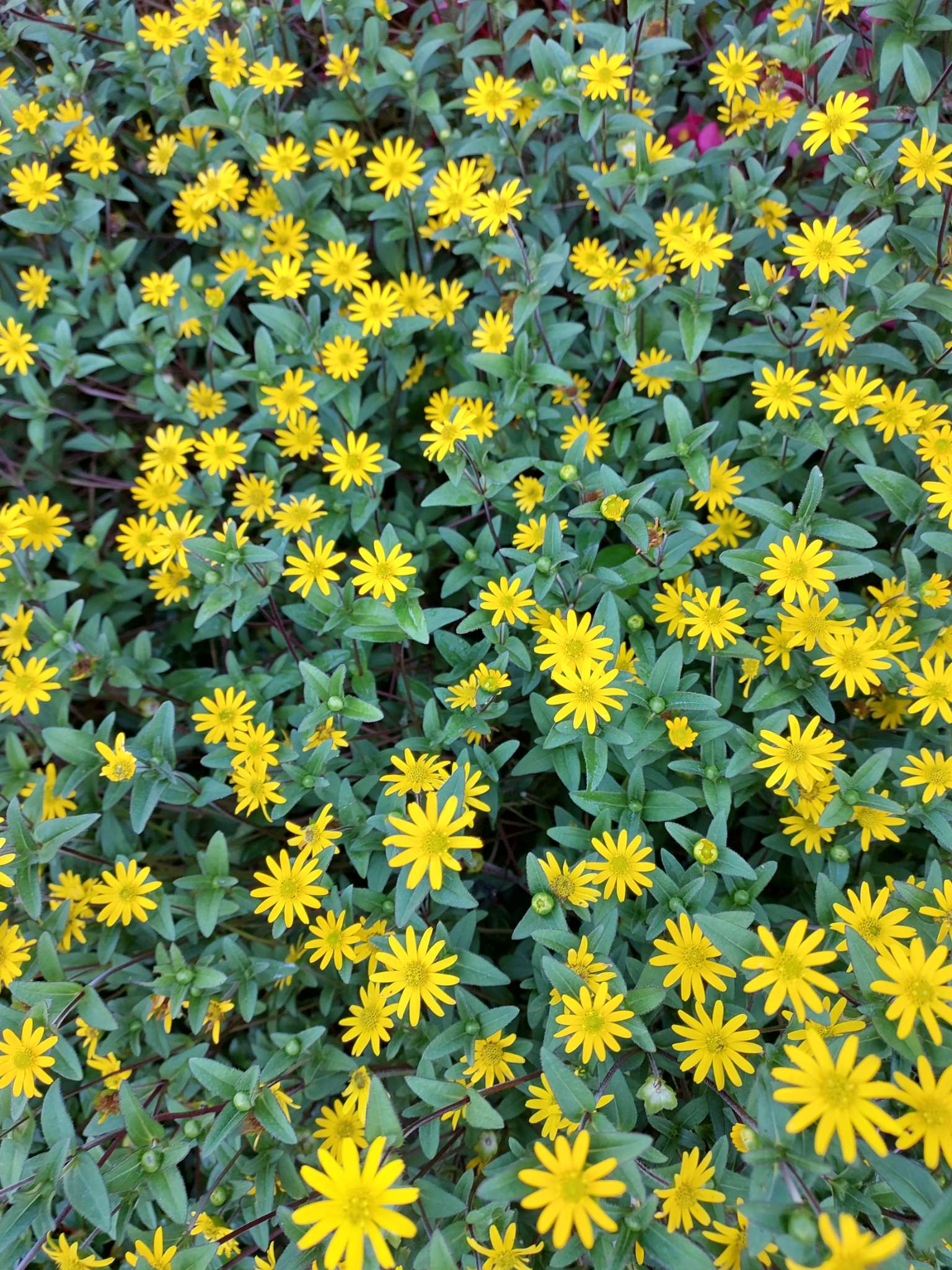 Immagine di Melampodium paludosum con Nessuna malattia evidente