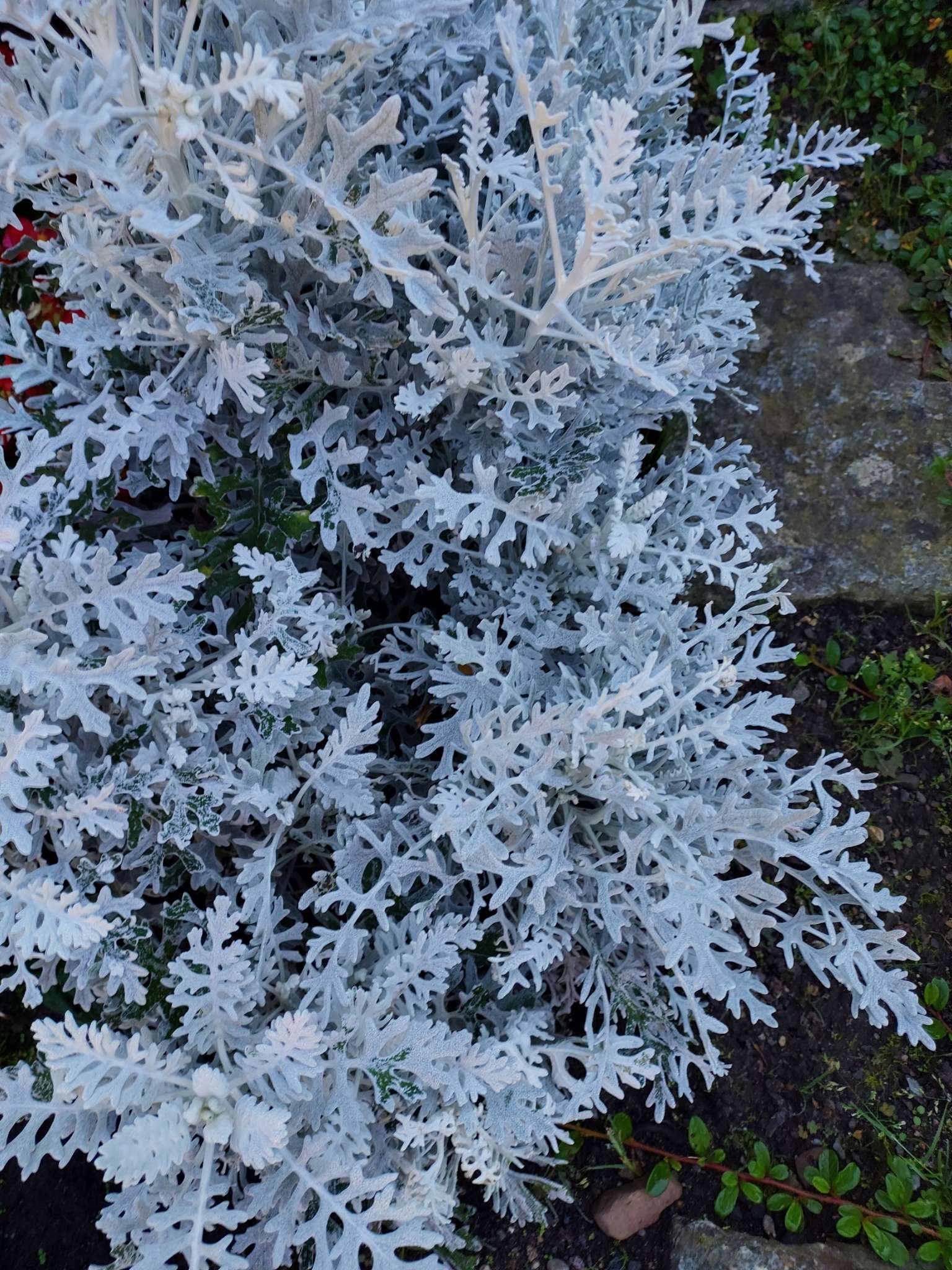 Immagine di Senecio cineraria (Dusty Miller) con Nessuna malattia evidente