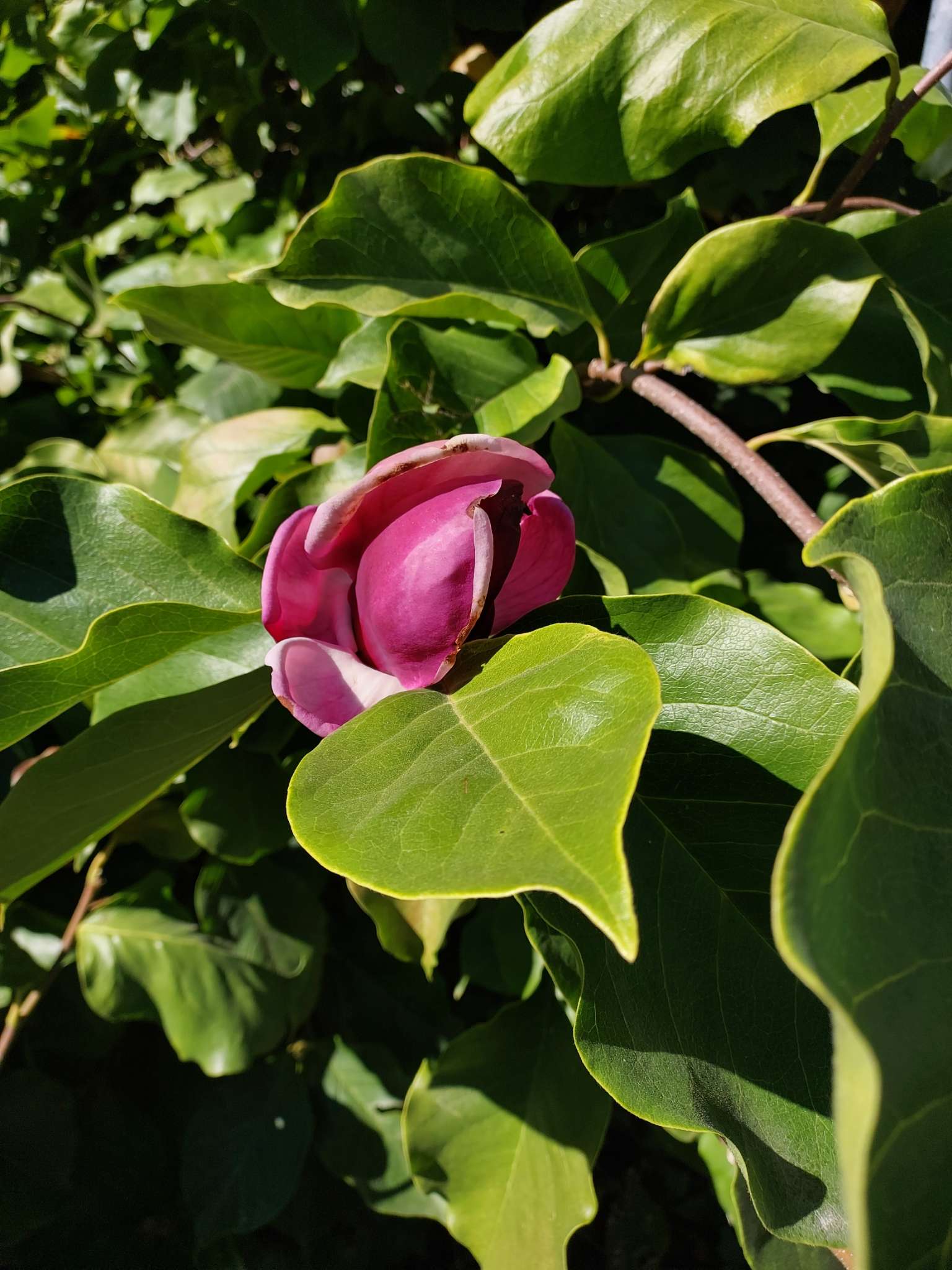 Immagine di Magnolia con Nessuna malattia evidente
