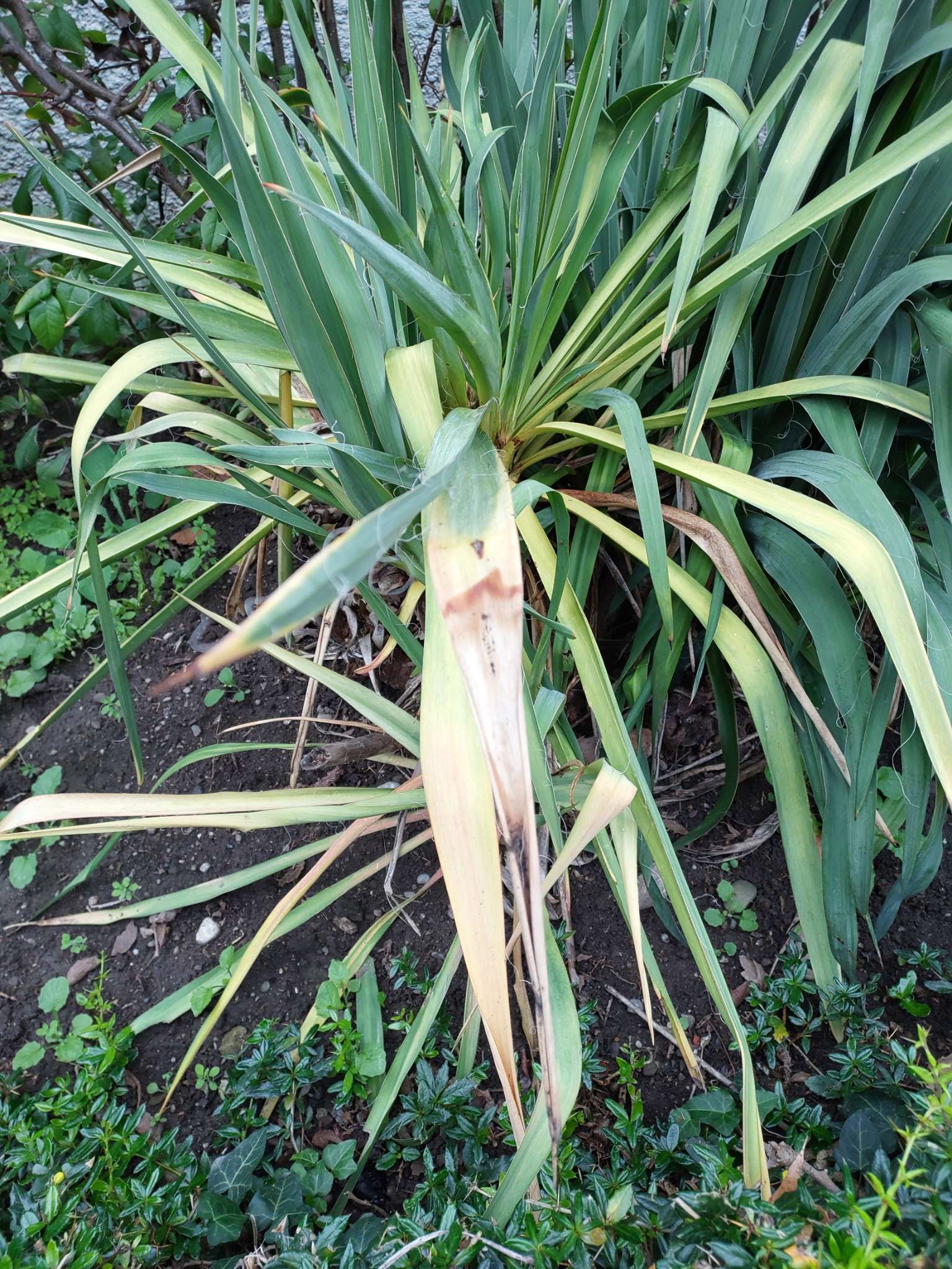 Immagine di Yucca con Macchie fogliari / disseccamento fogliare