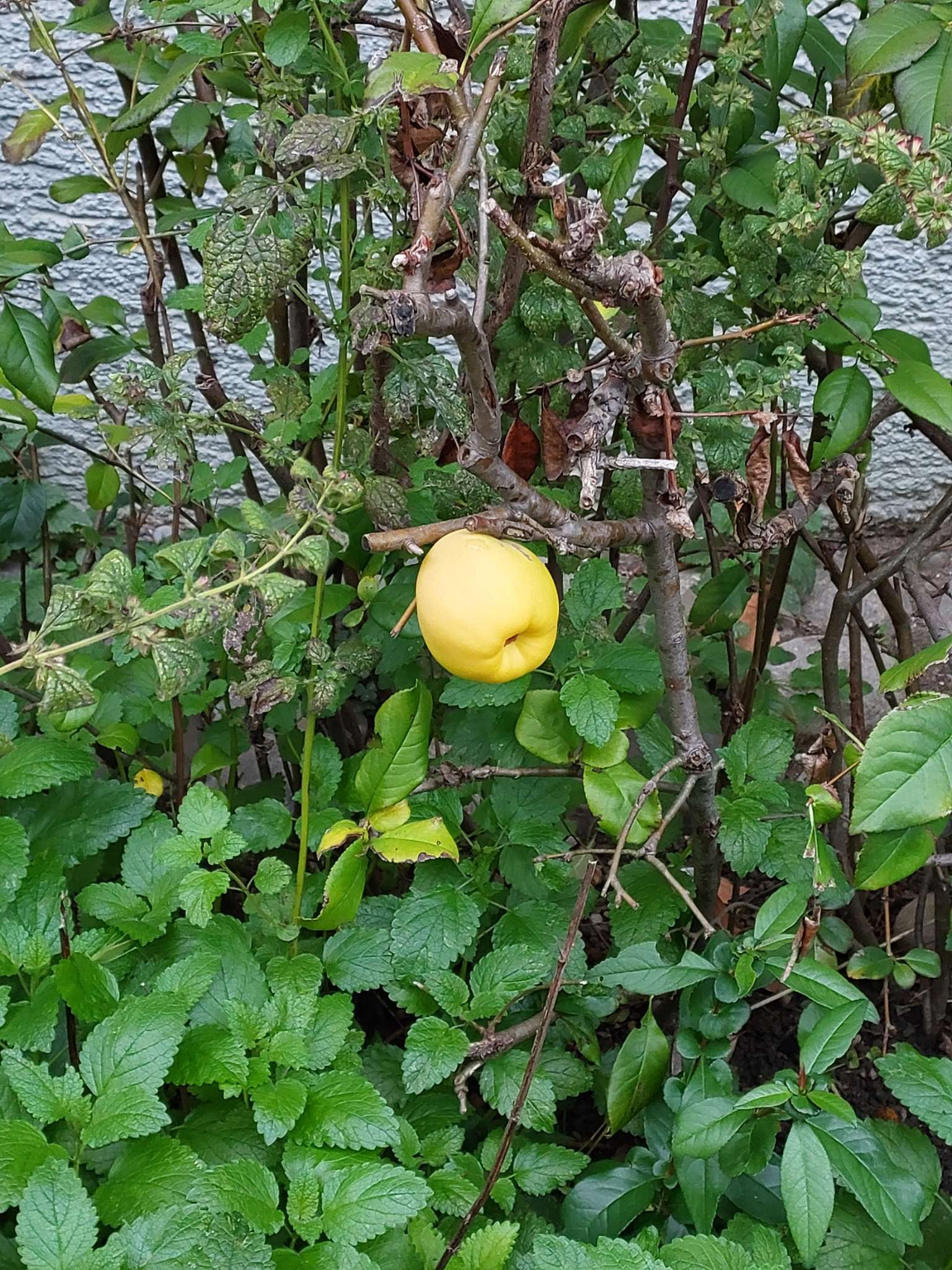 Immagine di Cotogno Giapponese (Chaenomeles japonica) con Possibile infestazione di afidi