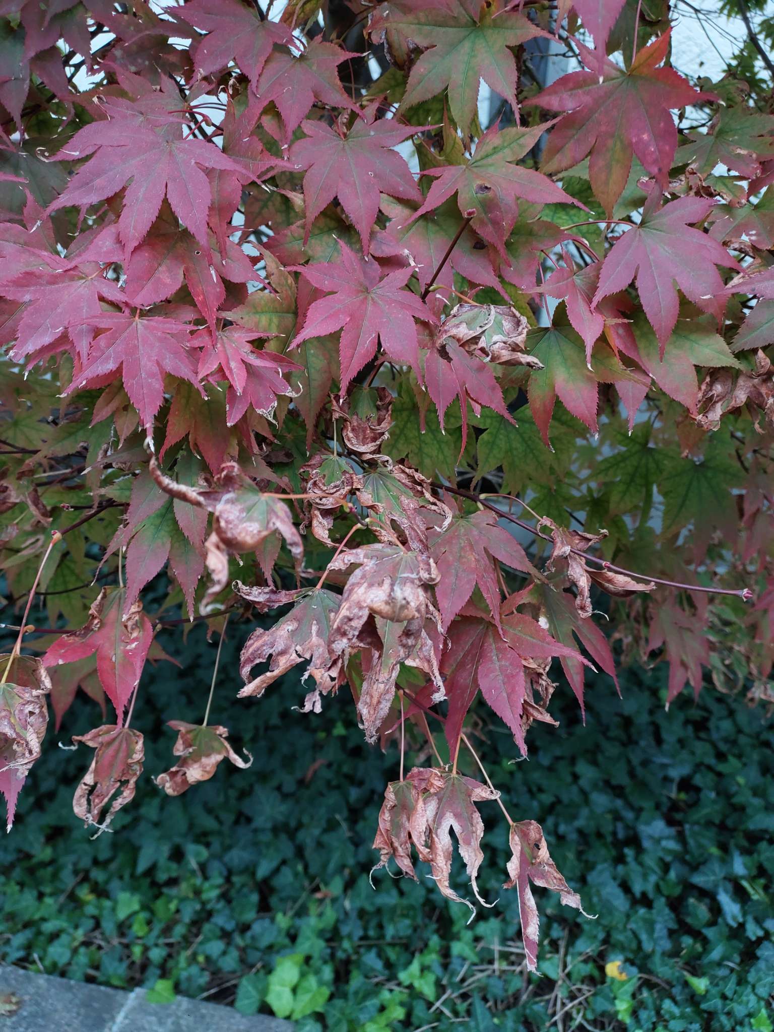 Immagine di Acer palmatum (Acero Giapponese) con Foglie secche/scottature fogliari