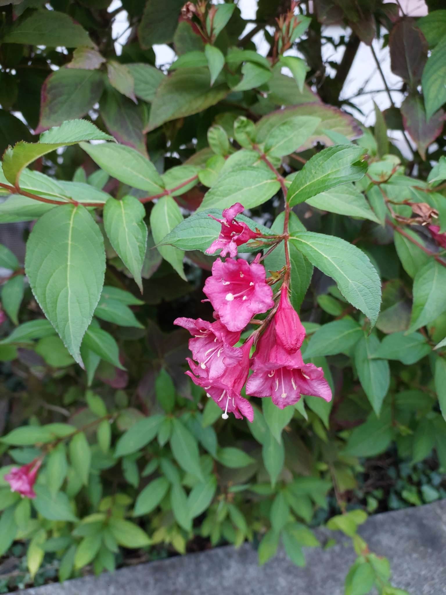 Immagine di Weigela con nessuna malattia evidente