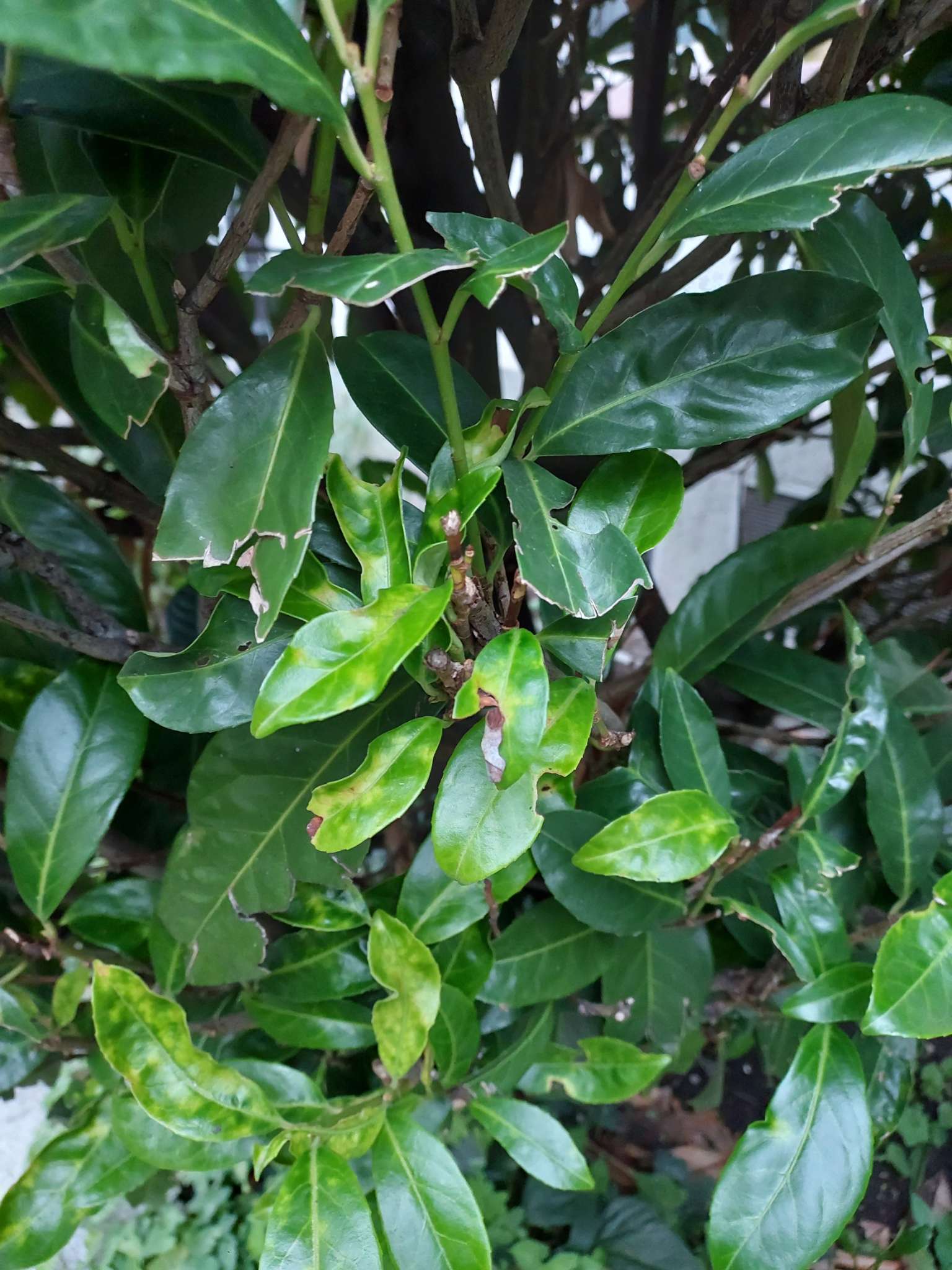 Immagine di Lauroceraso con Possibile stress nutrizionale/fisiopatia da irrigazione o lieve fungo fogliare