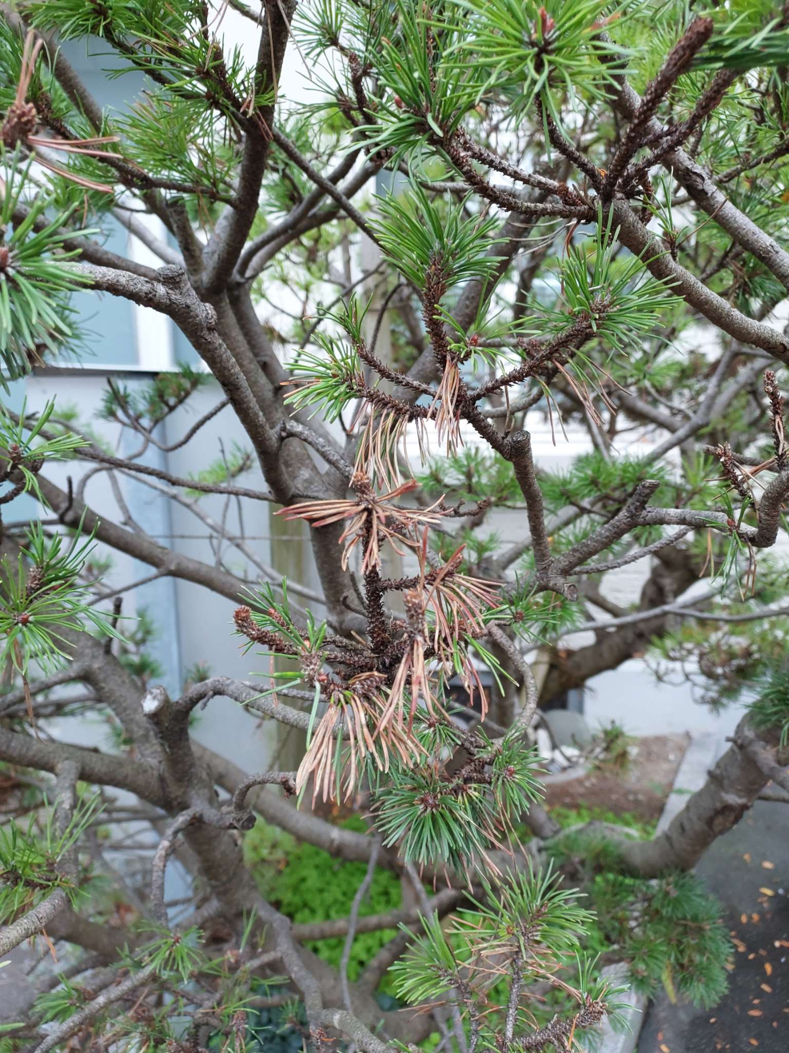 Immagine di Pino ornamentale (Pinus sp.) con Probabile Seccume da Diplodia (Diplodia pinea)