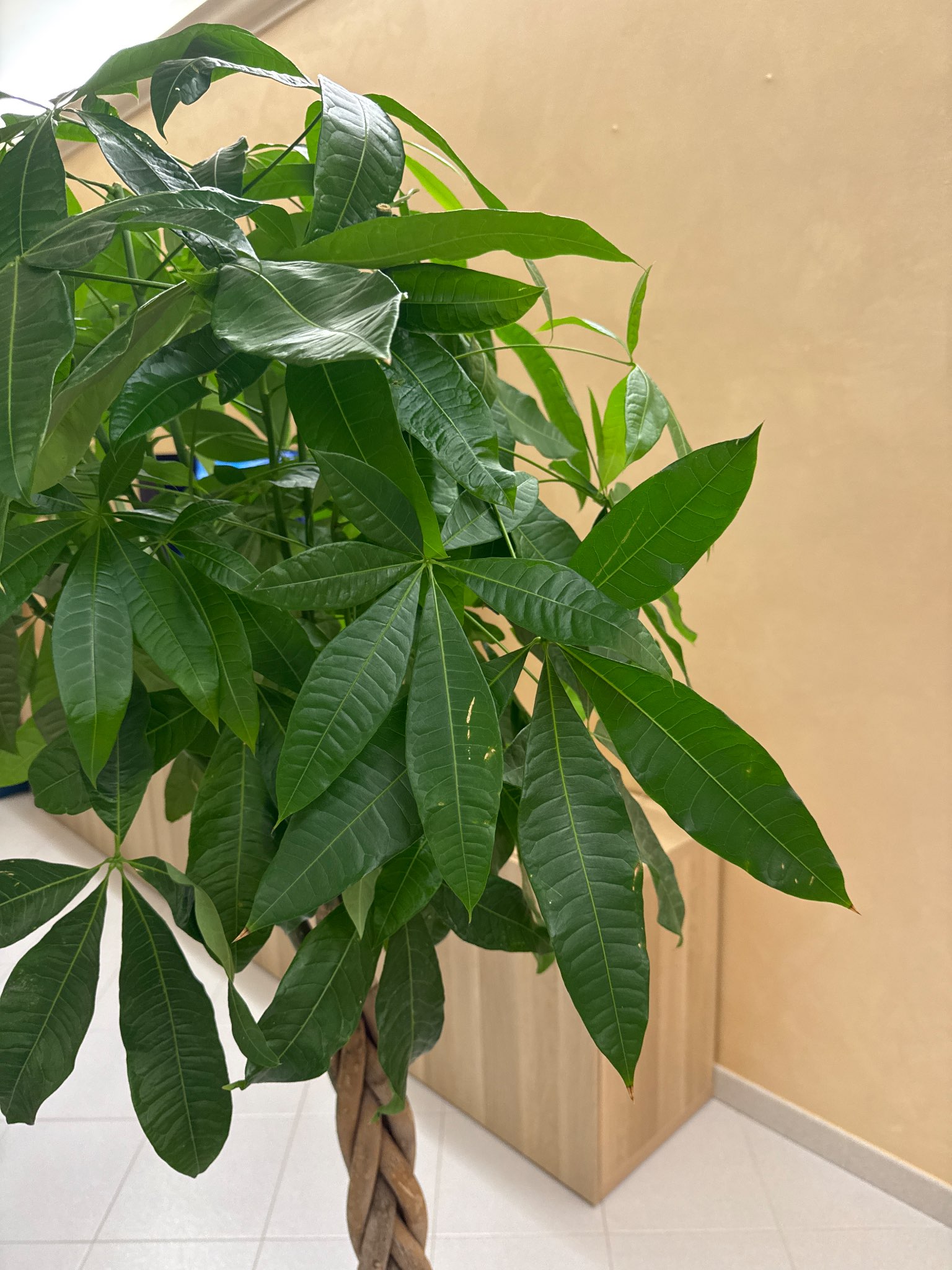 Immagine di Pachira aquatica (Albero della Moneta) con Nessuna patologia evidente