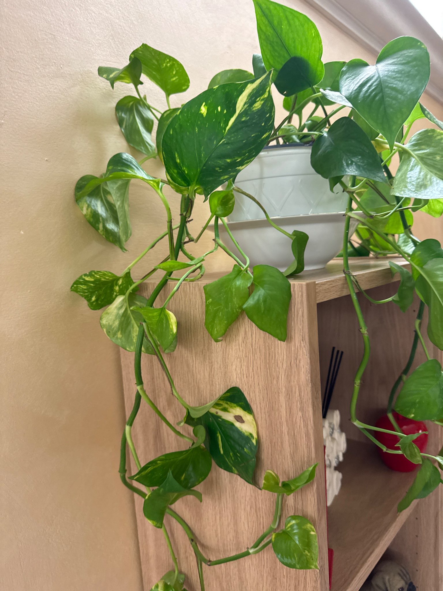 Immagine di Potos (Epipremnum aureum) con Macchie fogliari lievi (stress irriguo/fungino)