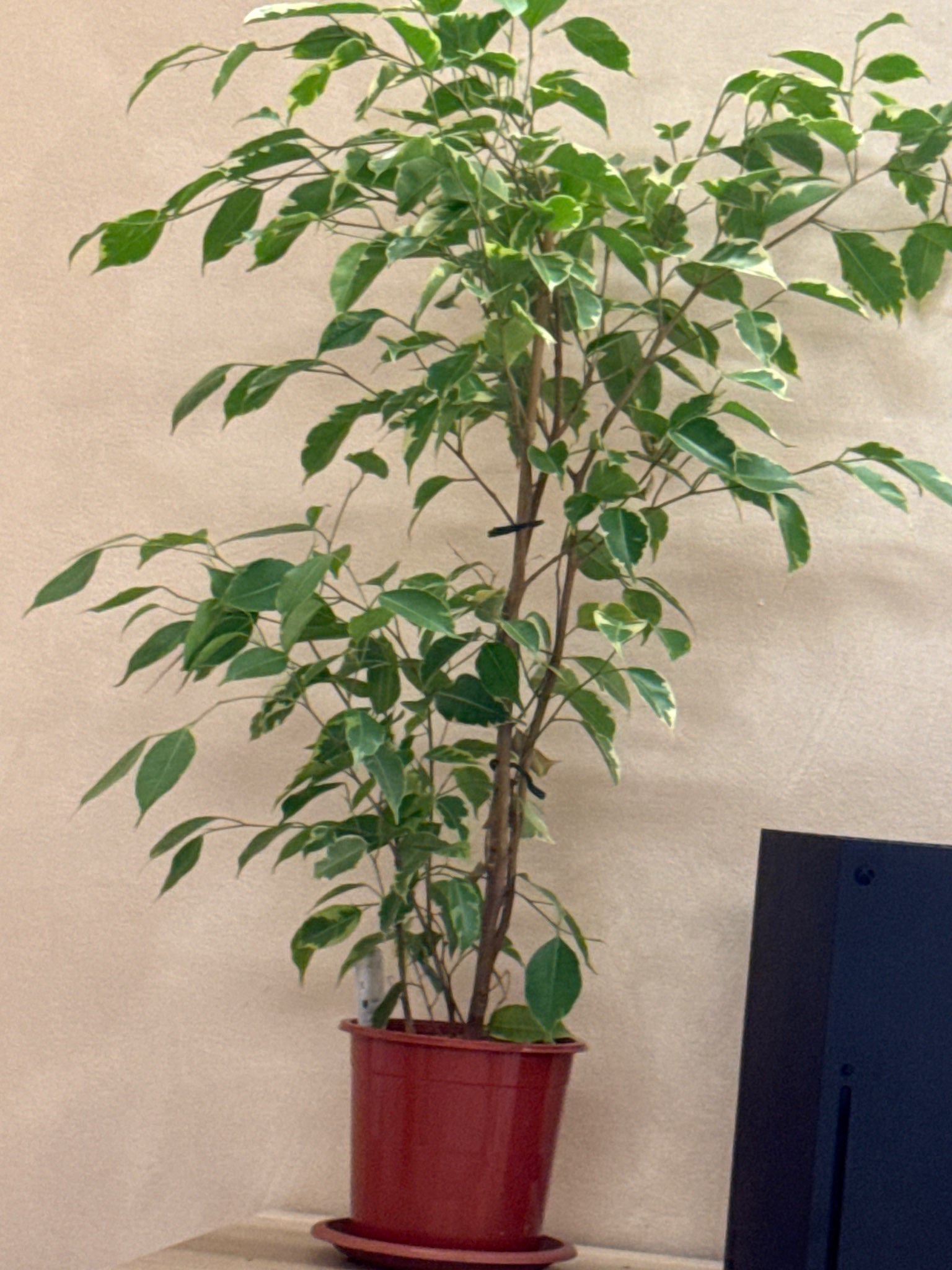 Immagine di Ficus benjamina con Nessuna patologia evidente