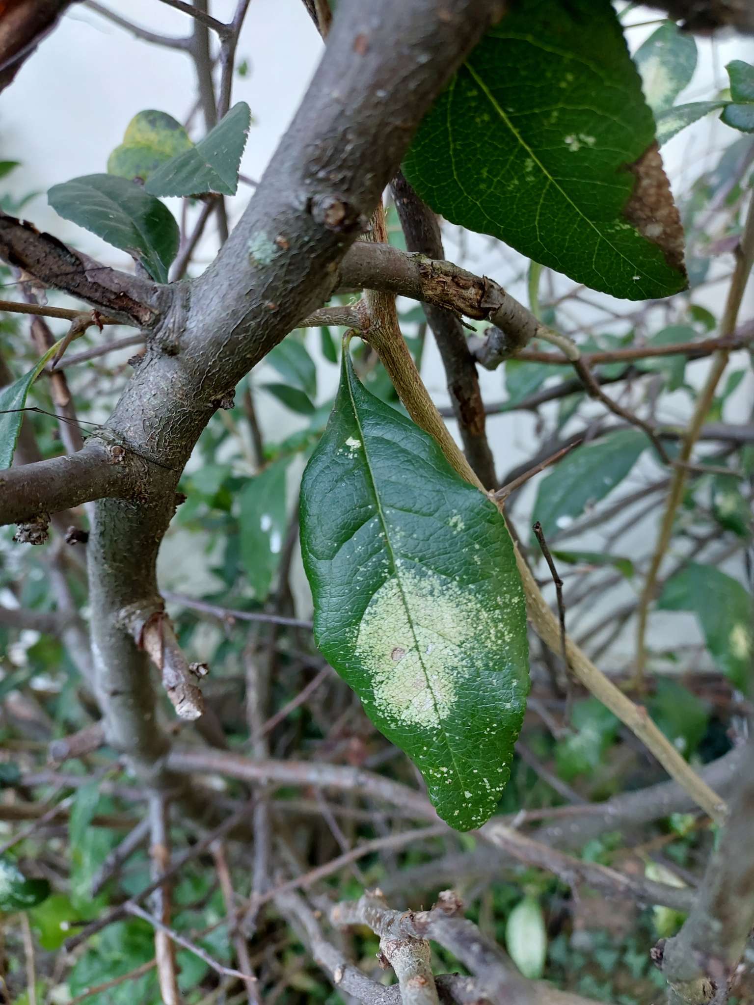 Immagine di Camelia con Lichene