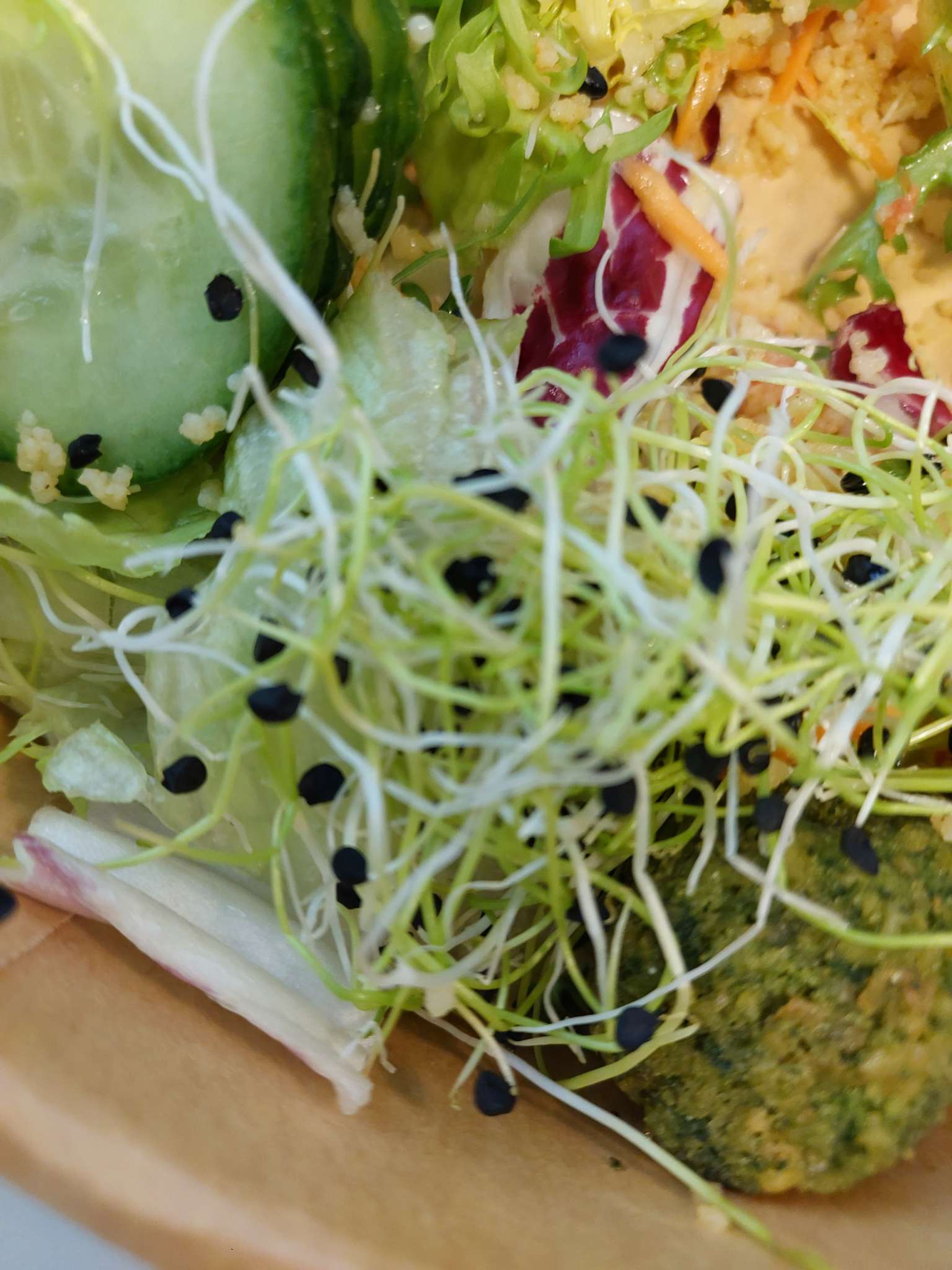 Immagine di Germogli di Alfalfa con Nessun segno evidente di malattia