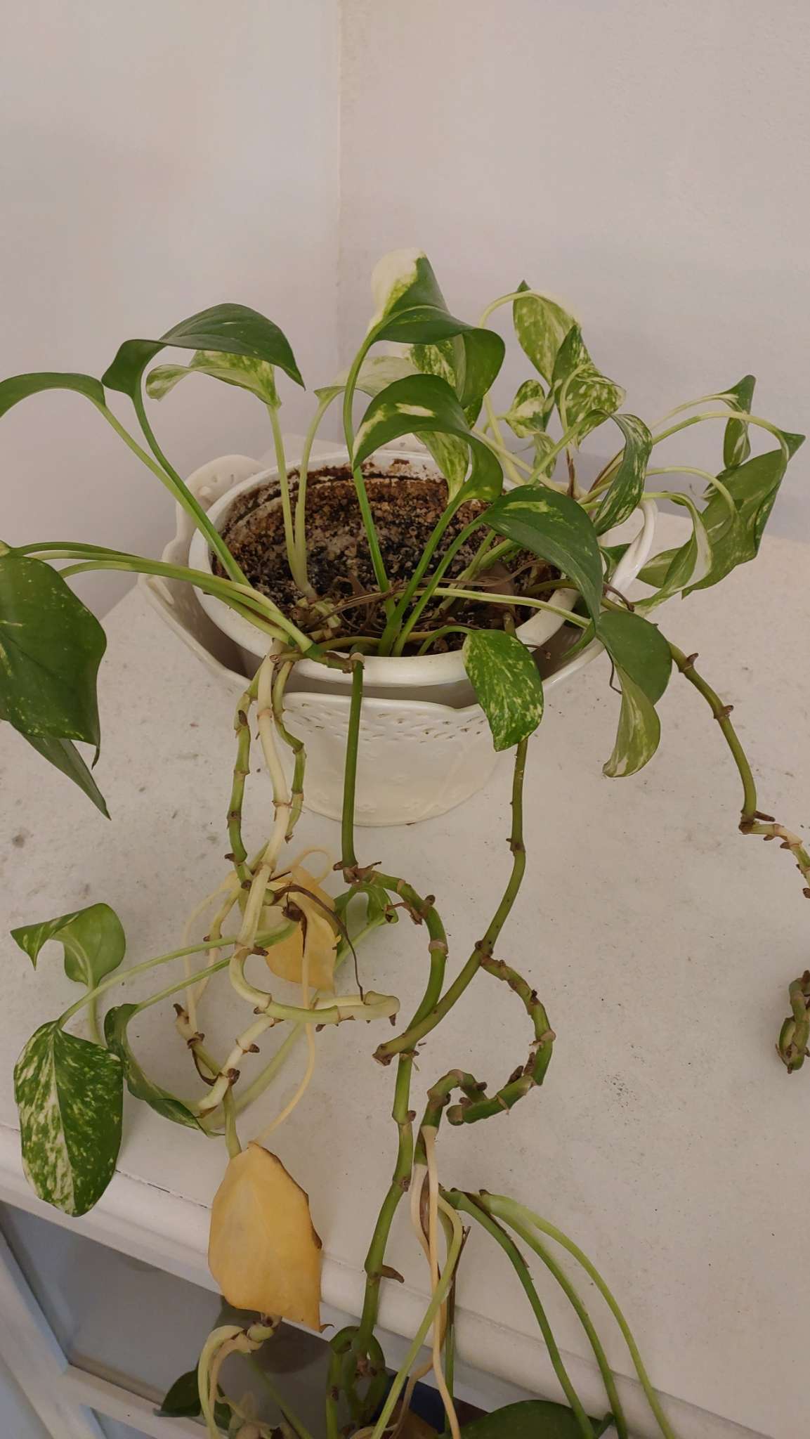 Immagine di Potos (Epipremnum aureum) con Possibile marciume radicale e ingiallimento fogliare dovuto a squilibri idrici