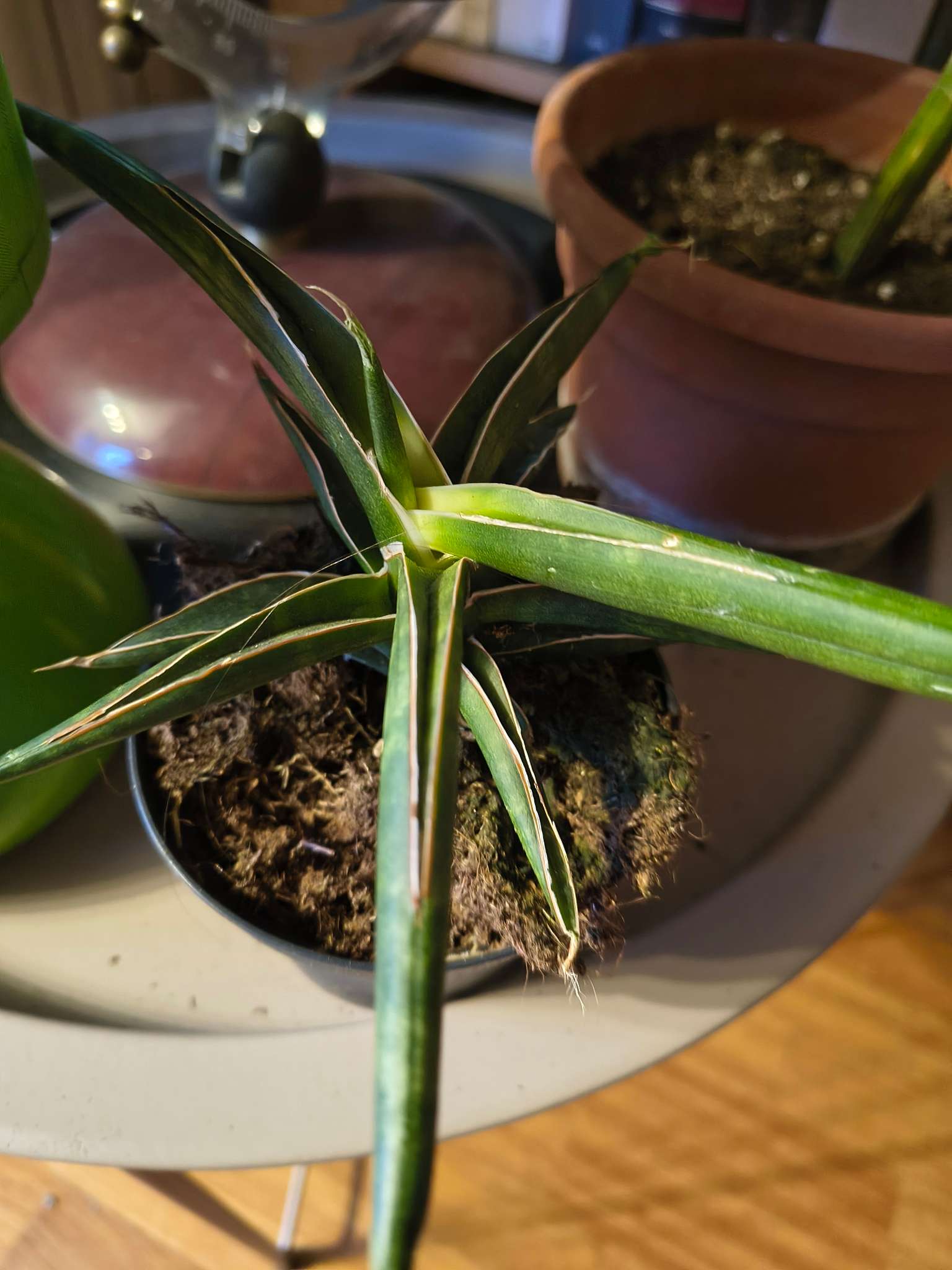 Immagine di Sansevieria (Dracaena trifasciata) con Stress fogliare (punte secche o bordi danneggiati)