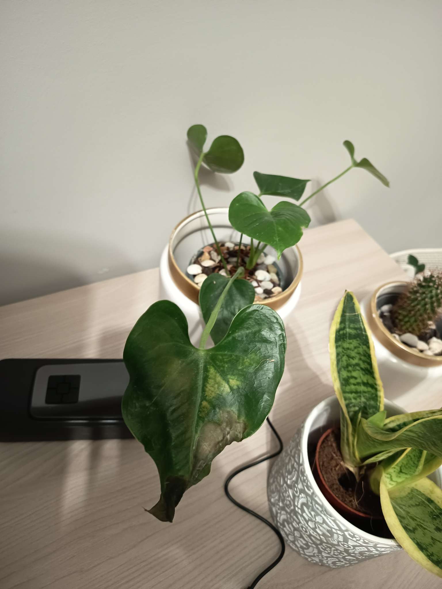 Immagine di Philodendron (Heartleaf Philodendron) con Macchie fogliari e ingiallimento