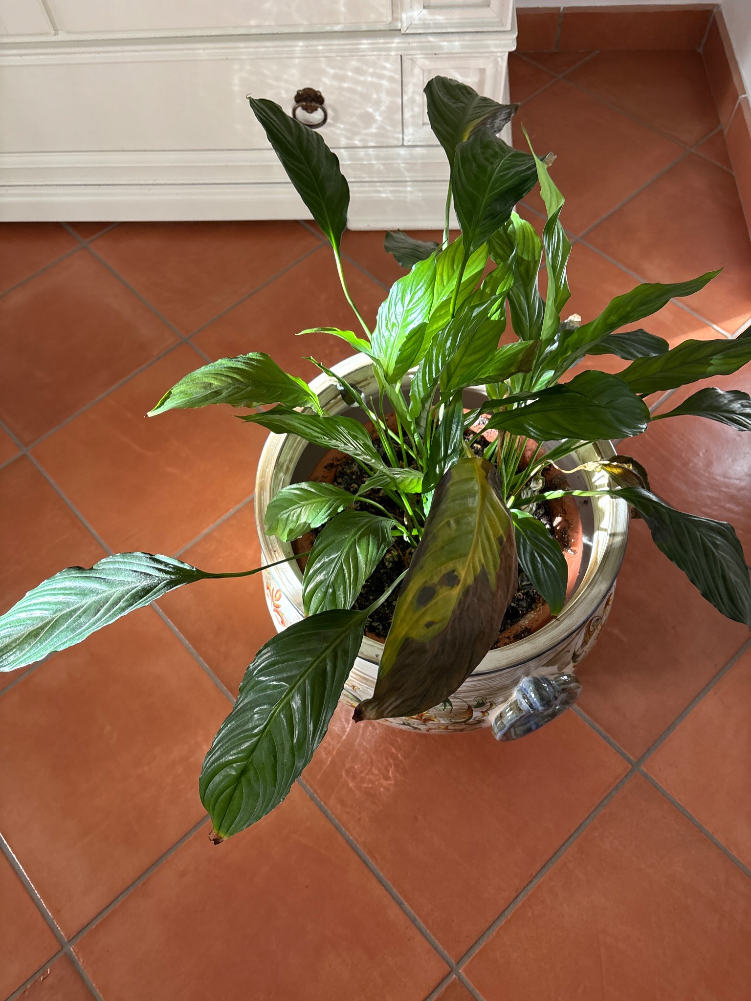 Immagine di Spathiphyllum (Peace Lily) con Macchie fogliari (possibile stress idrico o fungo)