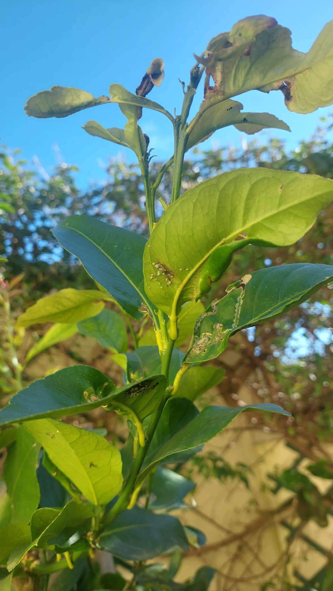 Immagine di Limone con Cocciniglia