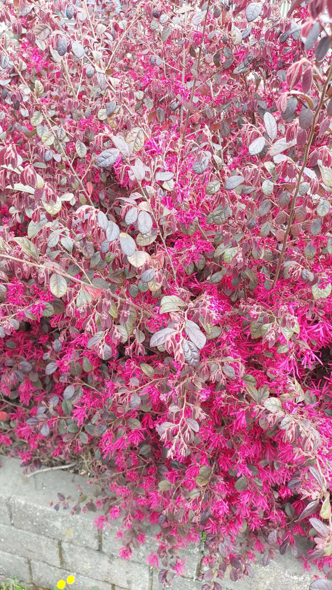 Immagine di Loropetalum chinense con nessuna