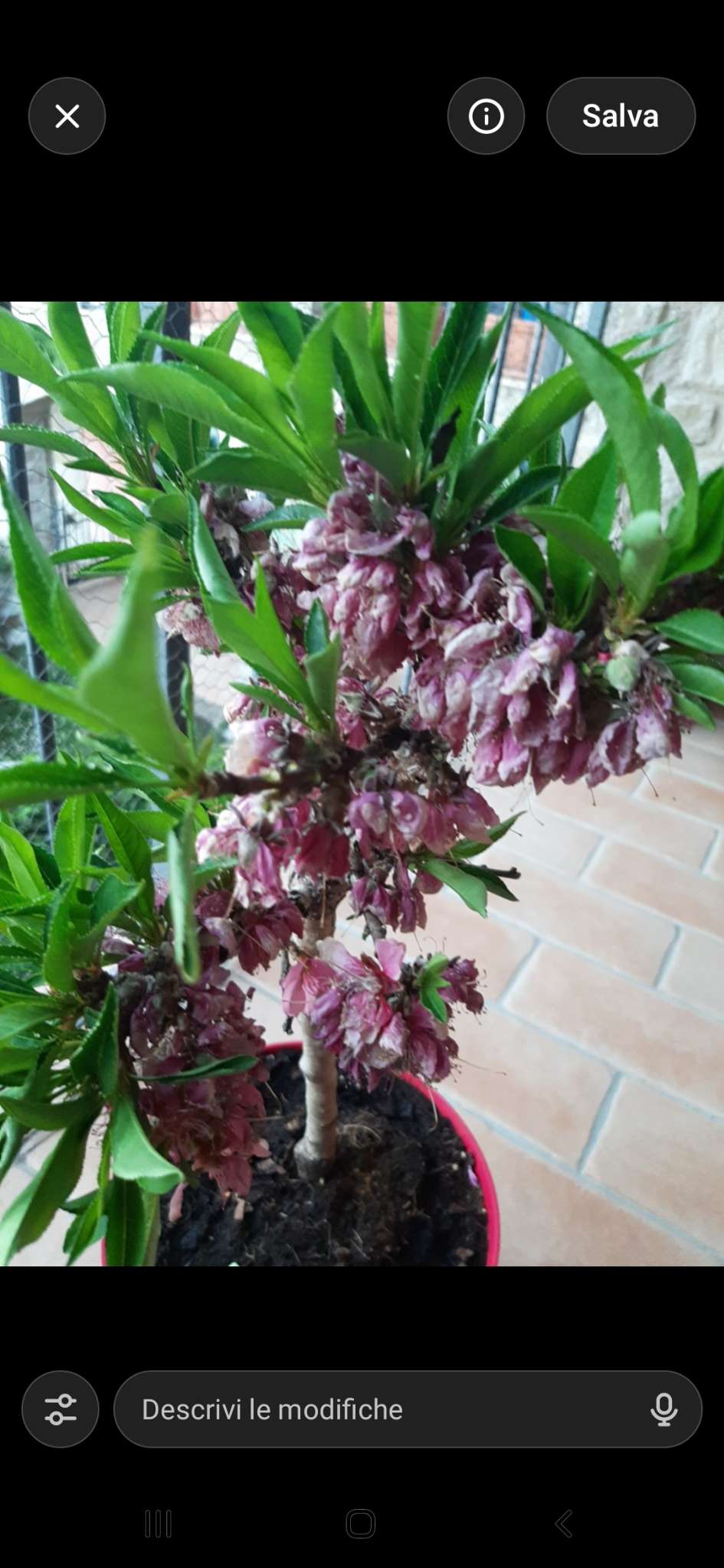 Immagine di Pesco ornamentale con Monilia (Monilinia laxa)