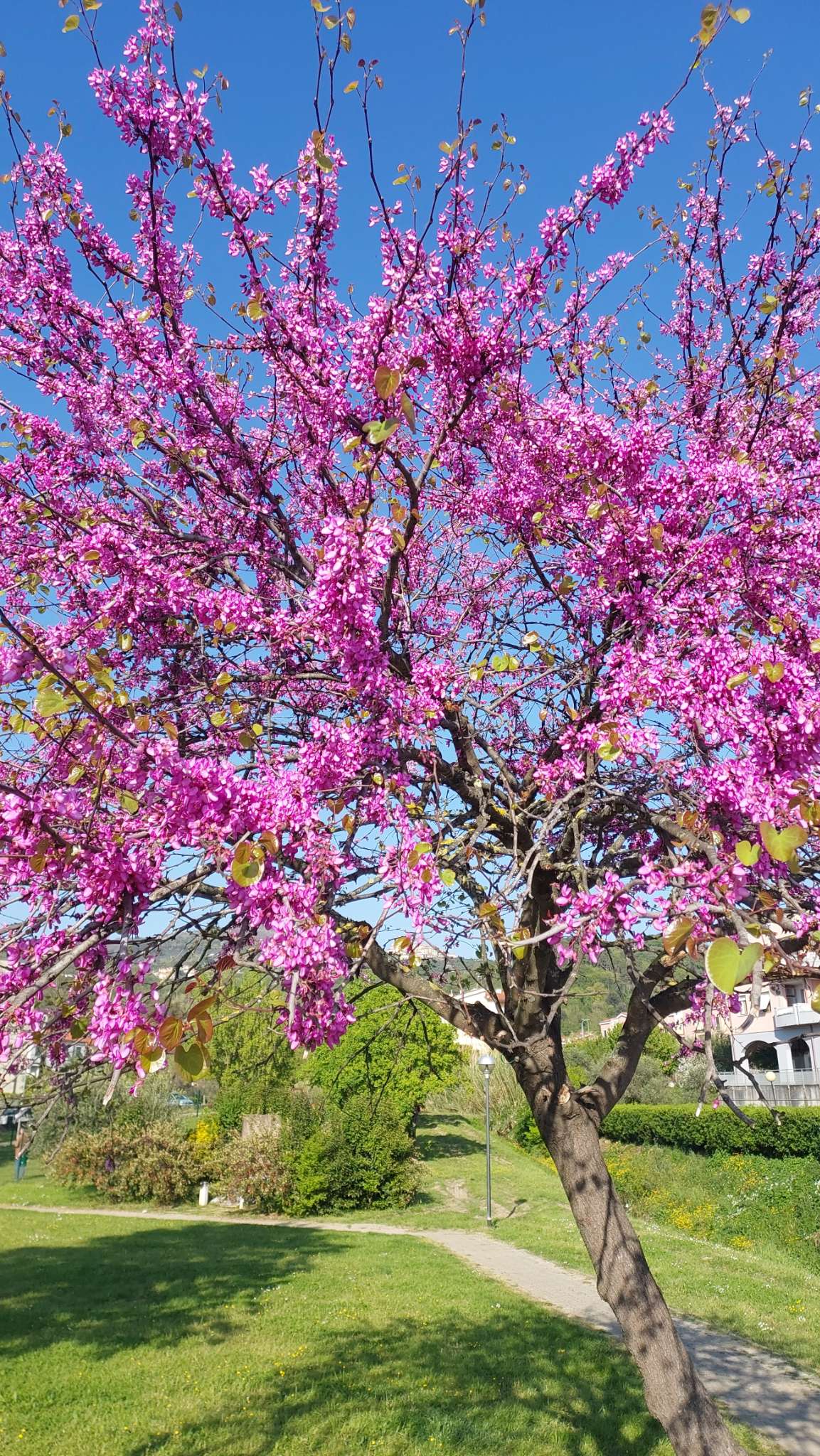 Immagine di Albero di Giuda (Cercis siliquastrum) con Nessuna patologia evidente