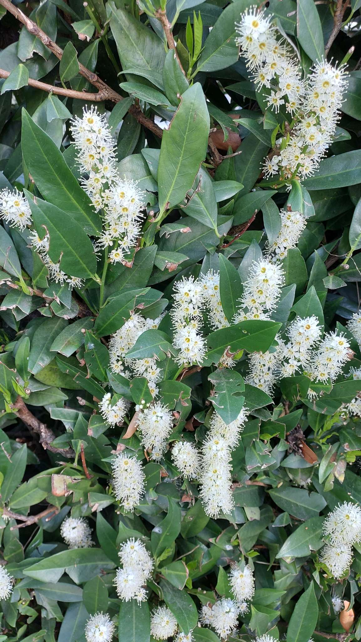 Immagine di Prunus laurocerasus con Probabile maculatura fogliare (Shot Hole)