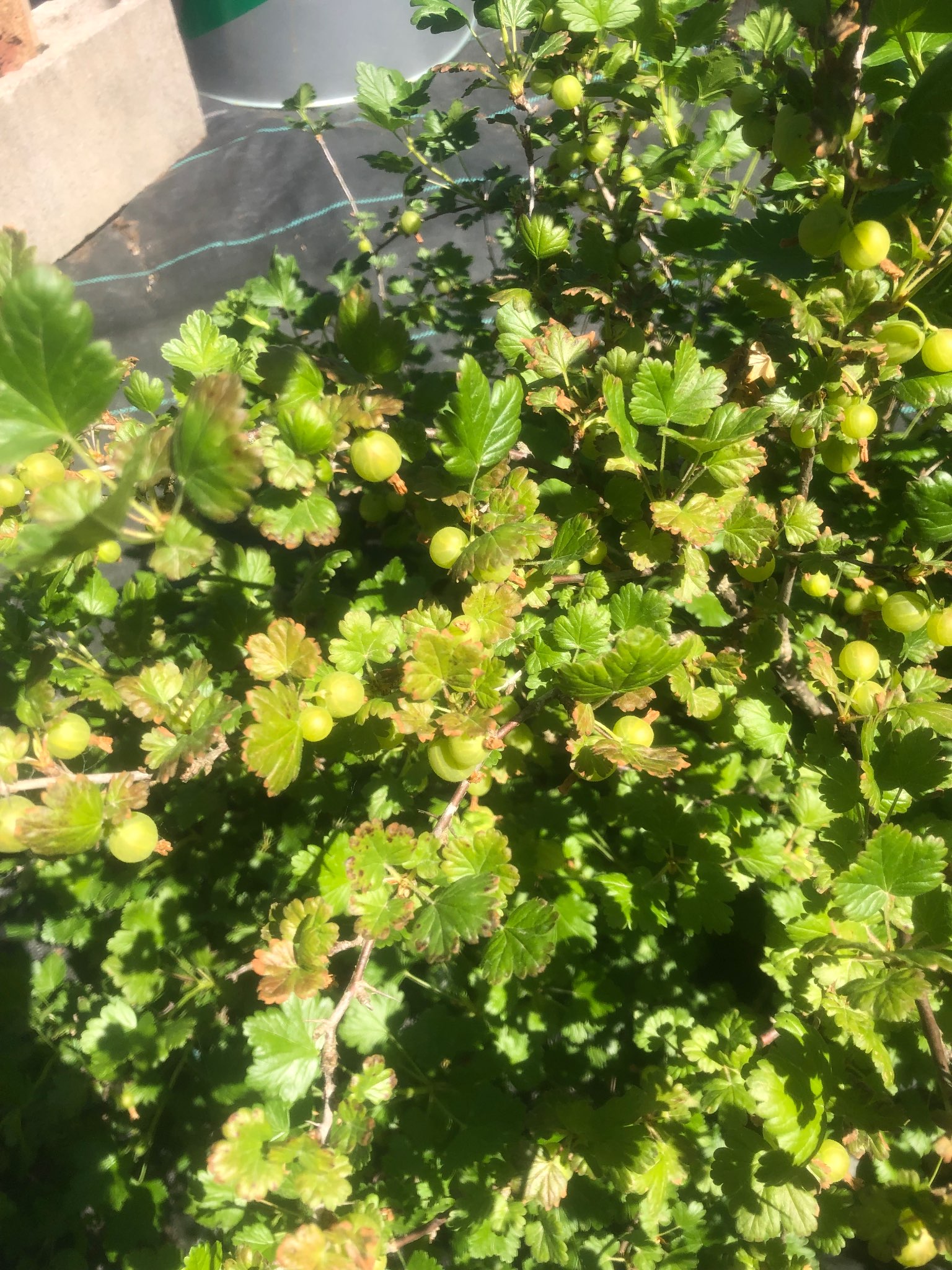 Immagine di Ribes uva-crispa (Uva spina) con Probabile antracnosi fogliare