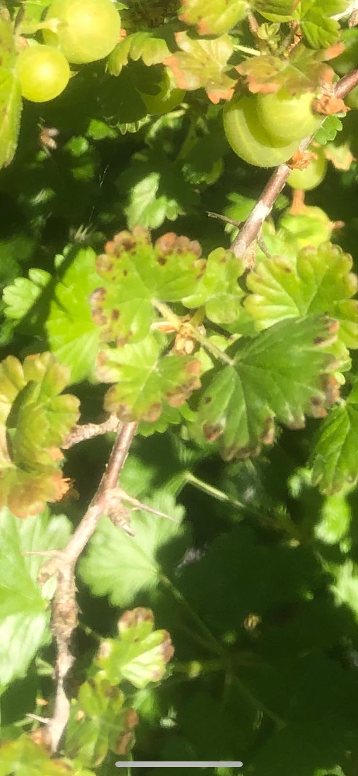 Immagine di Ribes uva-crispa (Uva spina) con Antracnosi (maculatura fogliare)
