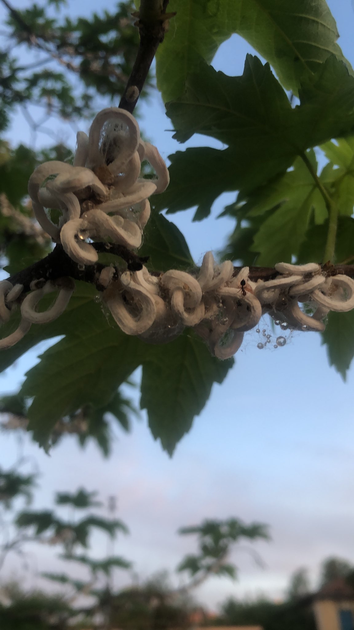 Immagine di Acero con Infestazione da Afide lanigero (Woolly Aphid)