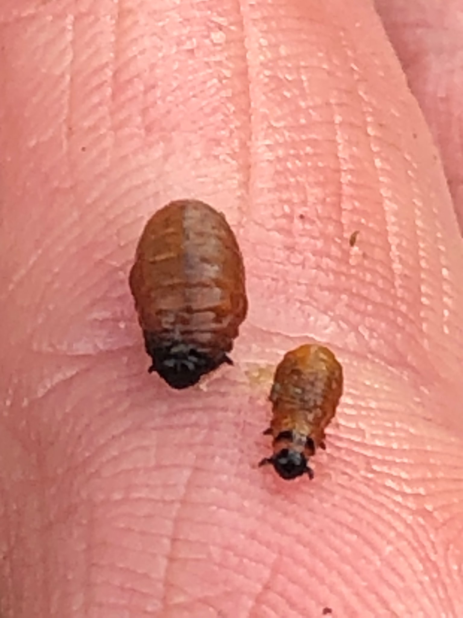 Immagine di Agrume con Infestazione da cocciniglia