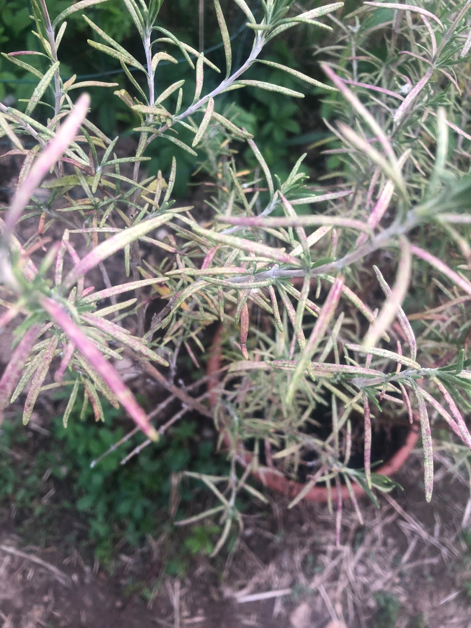 Immagine di Rosmarino con Ragnetto rosso (Tetranychus urticae)