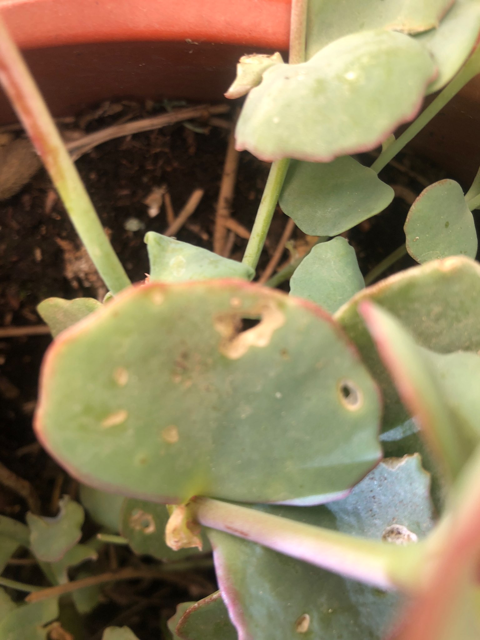 Immagine di Kalanchoe Thyrsiflora con Danni da insetti masticatori