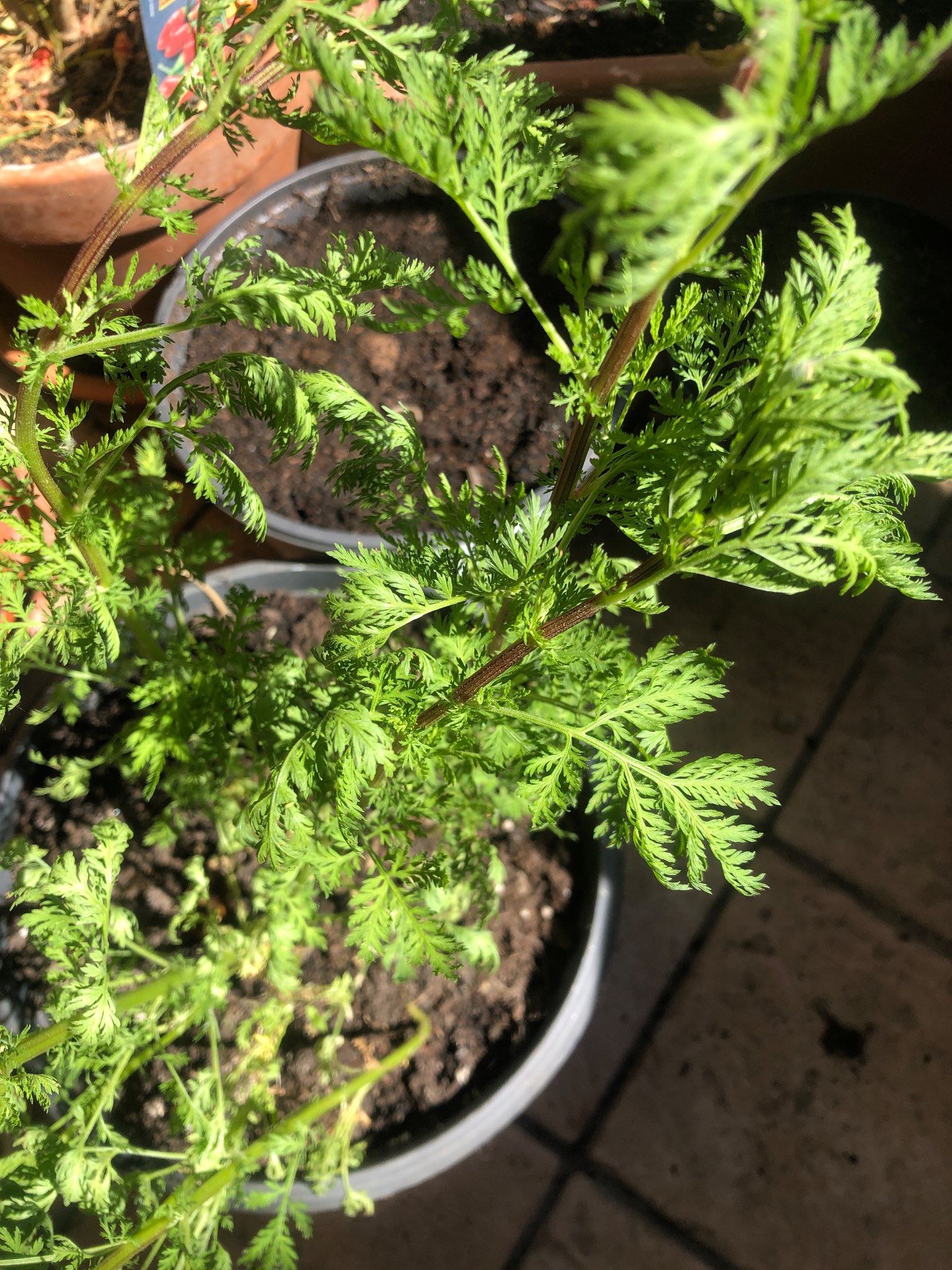 Immagine di Artemisia annua (Assenzio annuale) con Possibili lievi carenze nutrizionali o stress ambientale