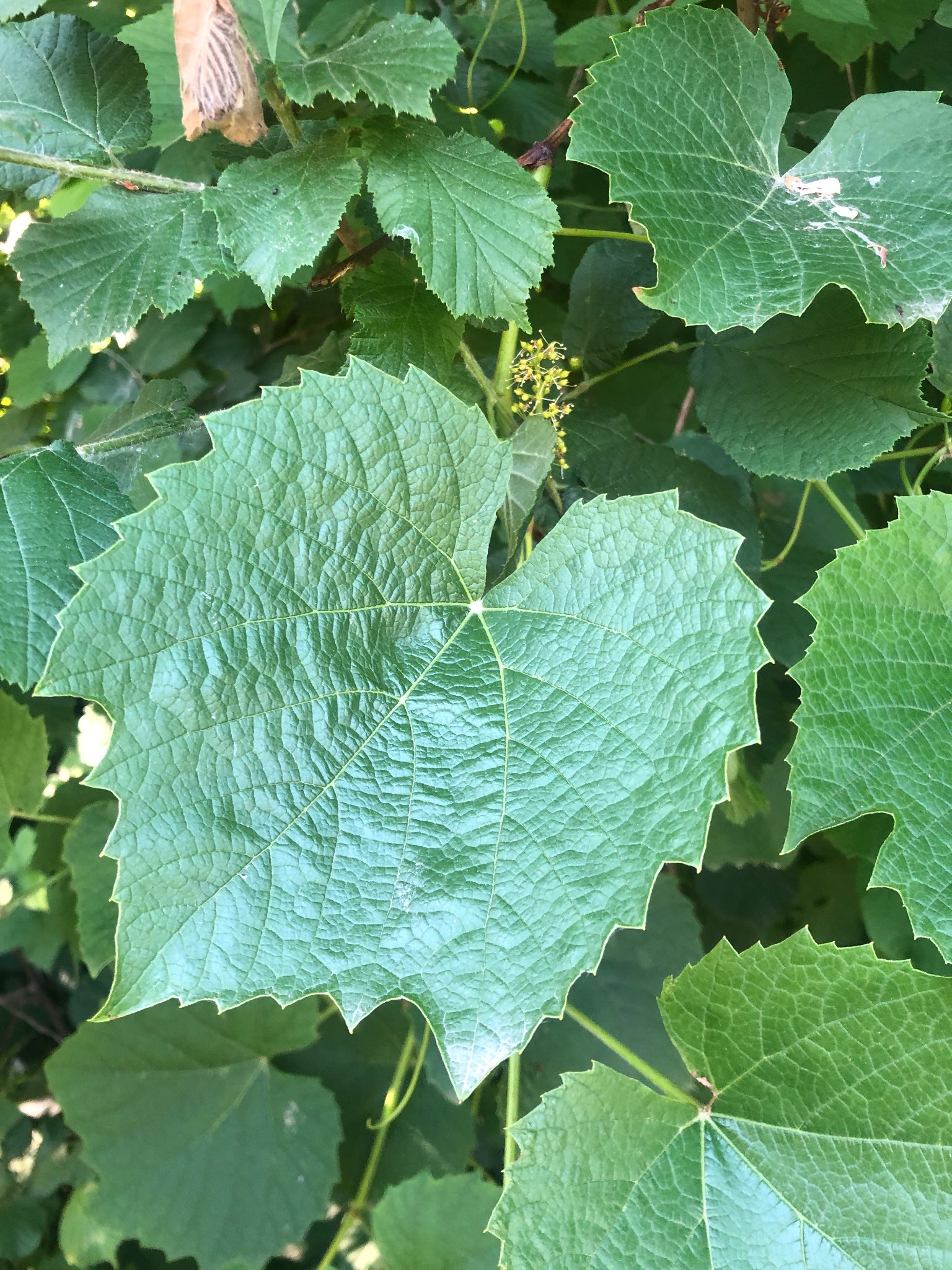 Immagine di Vite (Vitis vinifera) con Possibile lieve infestazione da acari (es. ragnetto rosso) o semplice ragnatela superficiale