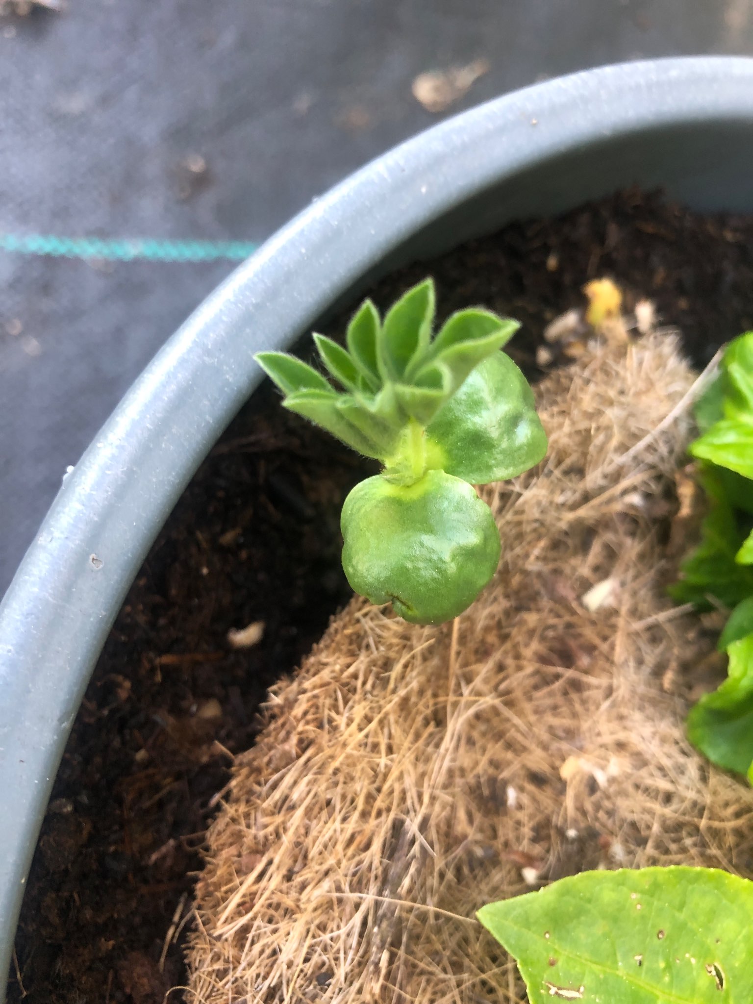 Immagine di Petunia (giovane piantina) con Possibile edema fogliare (non grave)