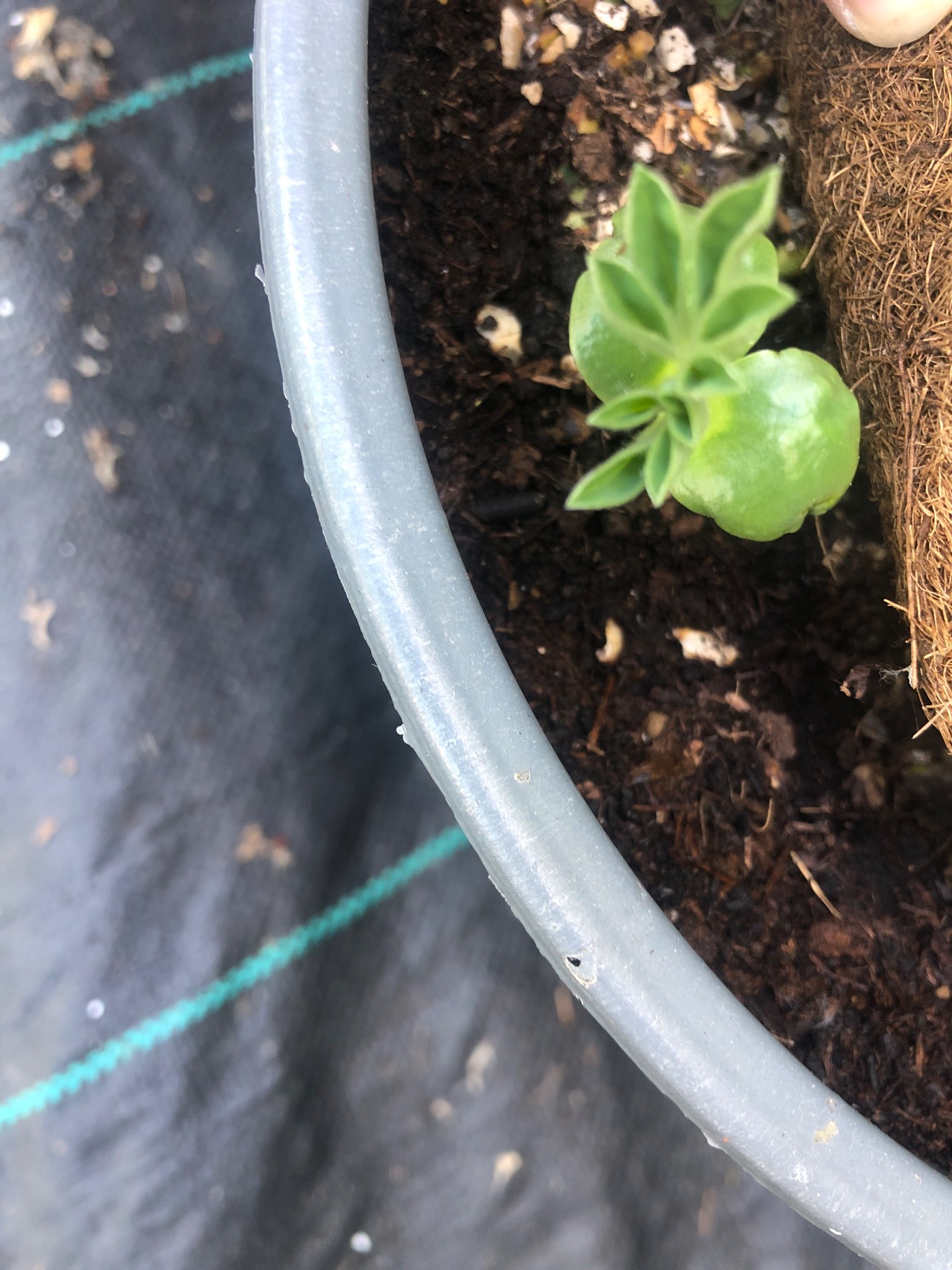 Immagine di Petunia con nessuna malattia evidente