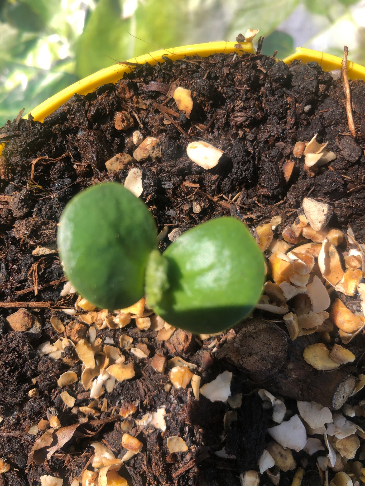 Immagine di Probabile germoglio di pianta della famiglia delle Cucurbitacee (es. cetriolo o zucchino) con Nessuna malattia evidente