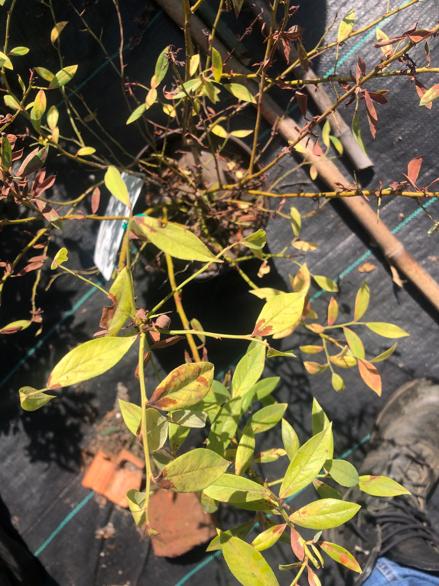 Immagine di Mirtillo (Vaccinium corymbosum) con Clorosi ferrica (carenza di ferro e/o squilibrio del pH)