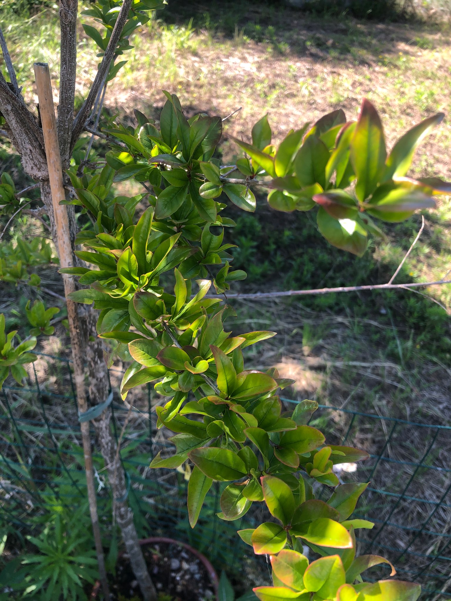 Immagine di Melograno (Punica granatum) con nessuna particolare patologia evidente