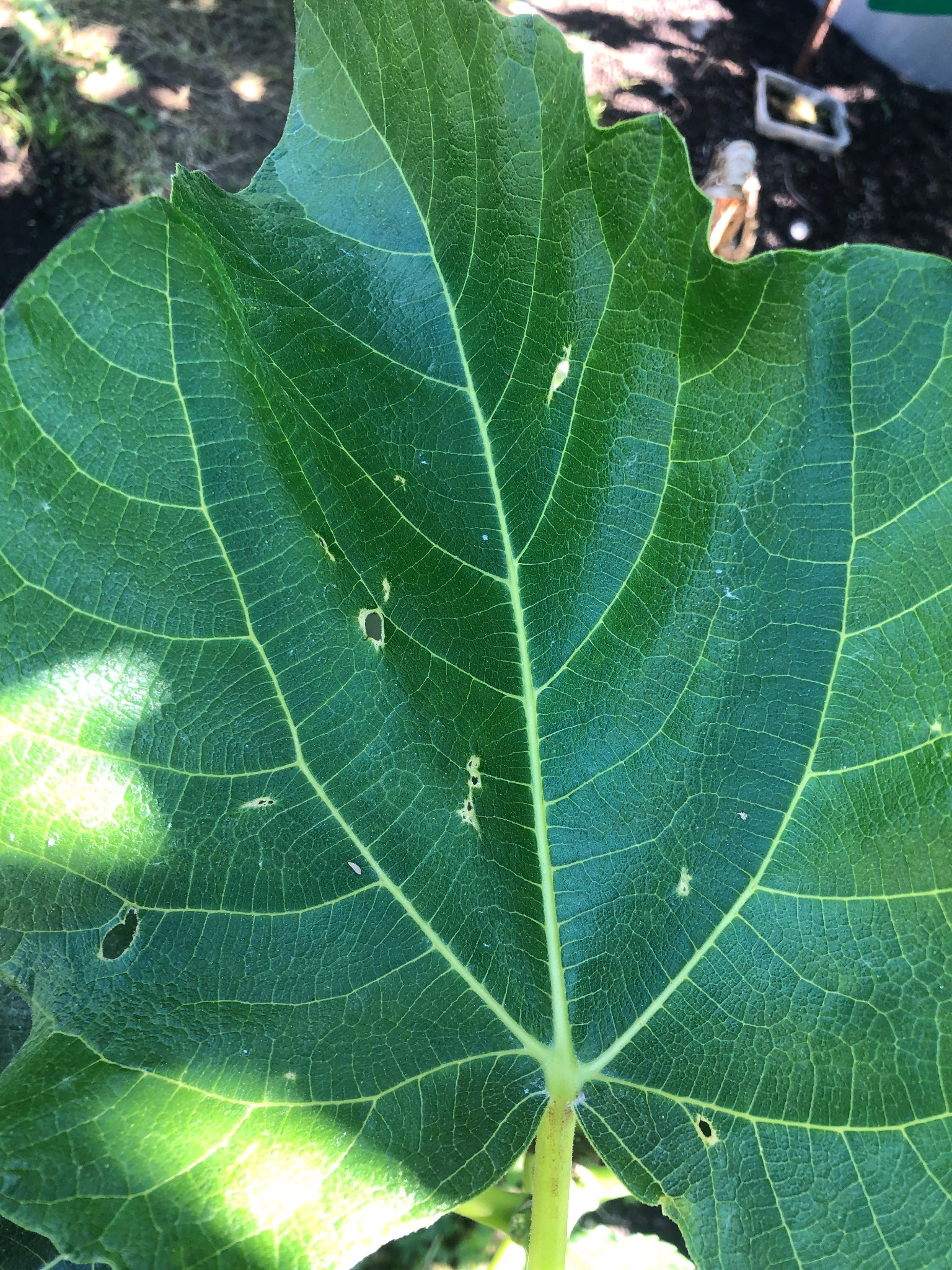 Immagine di Fico (Ficus carica) con danni da insetti masticatori
