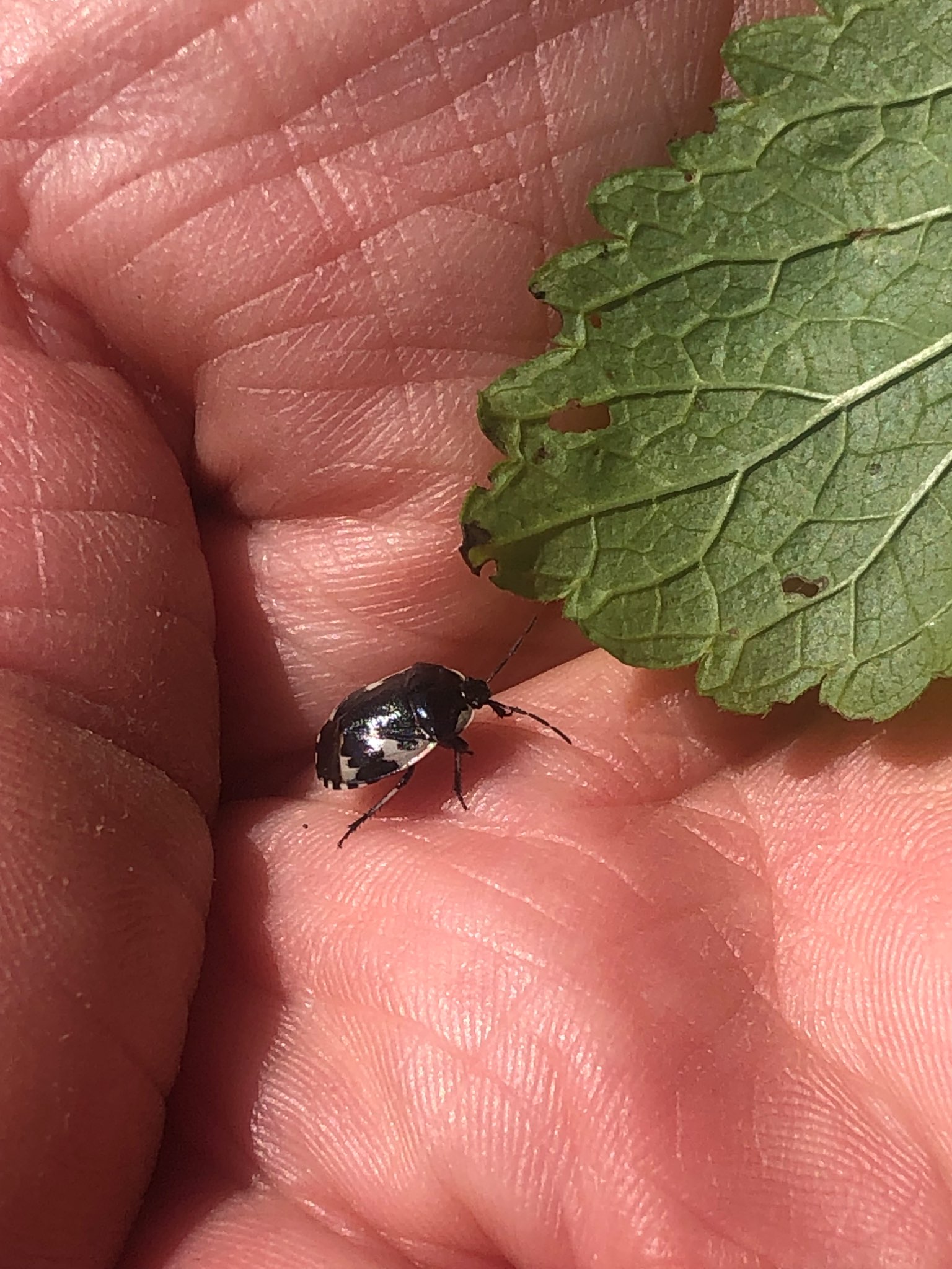 Immagine di Ribes (ribes nero o simili) con danni da cimice