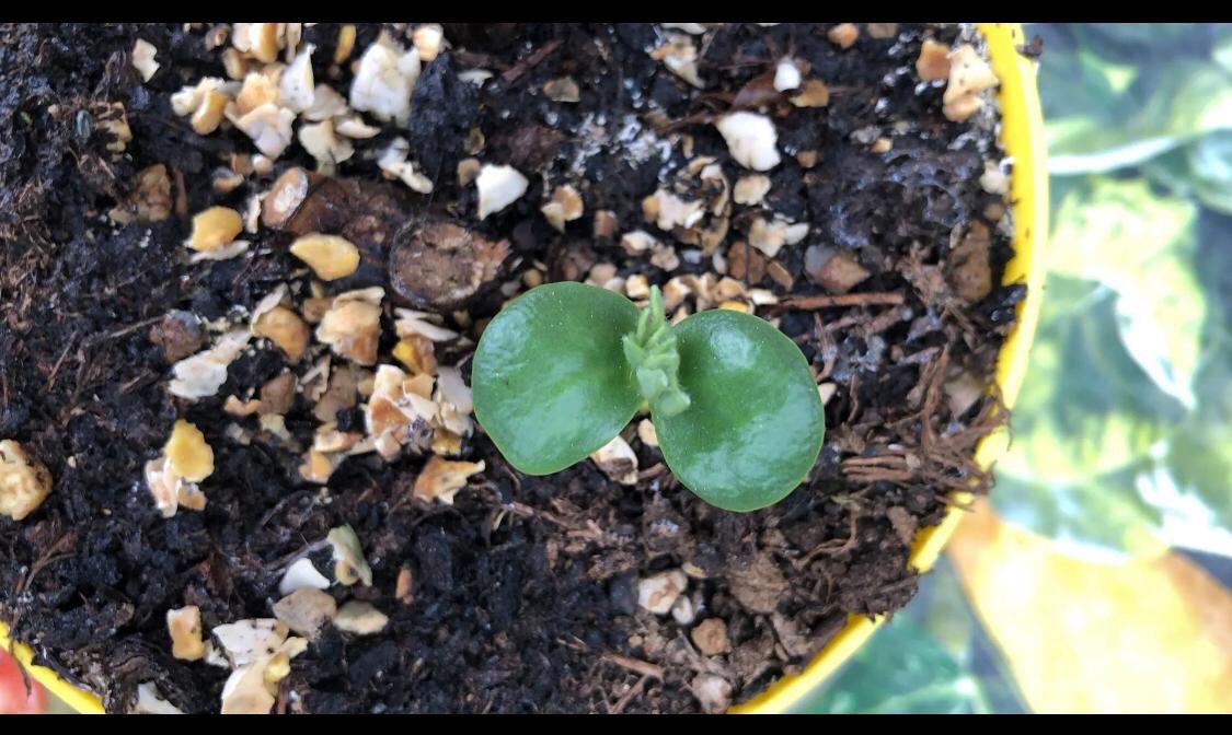 Immagine di Pilea Peperomioides (Money Plant Cinese) con Nessuna condizione patologica evidente