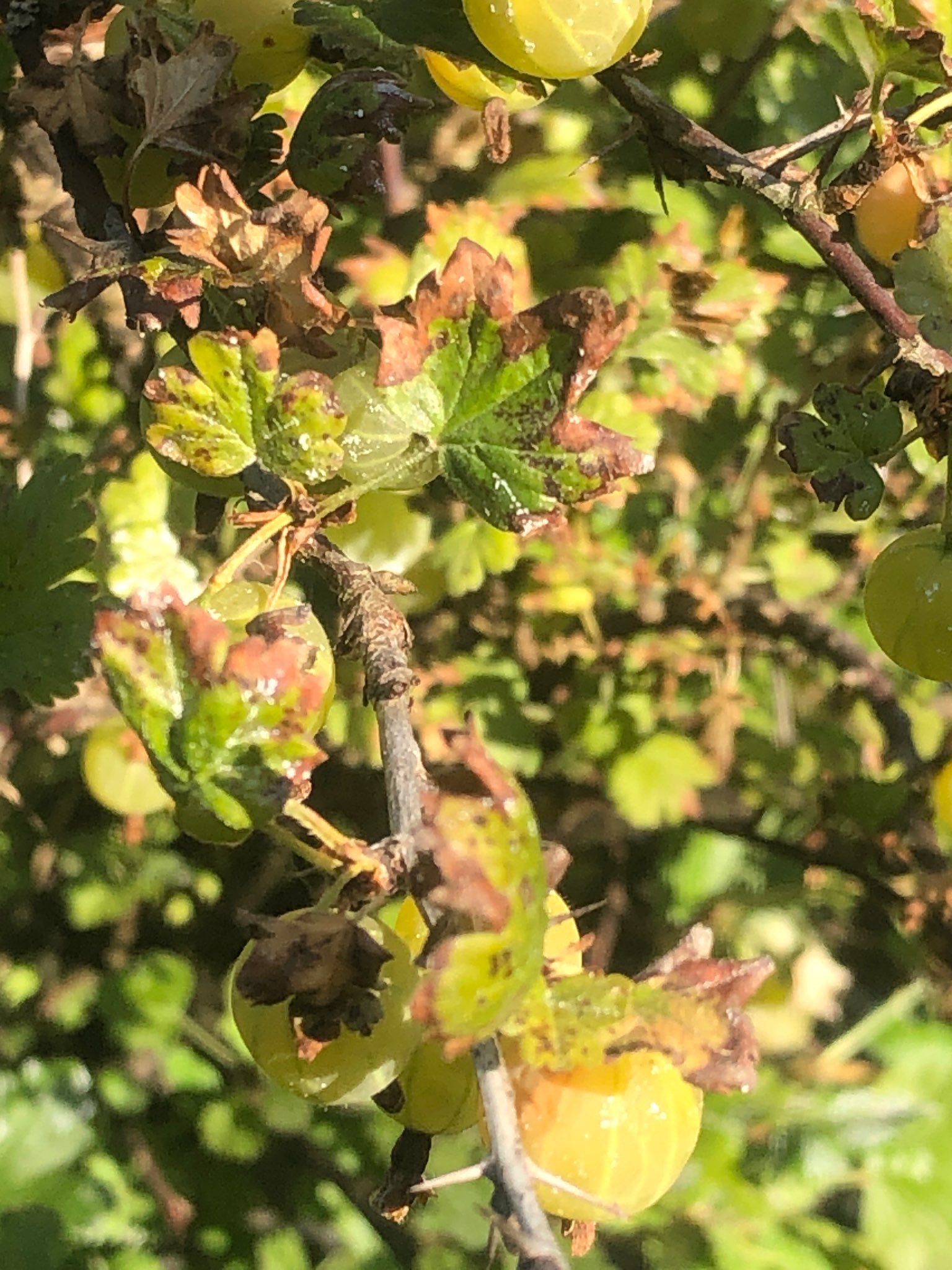 Immagine di Uva spina con Antracnosi (possibile maculatura fogliare)