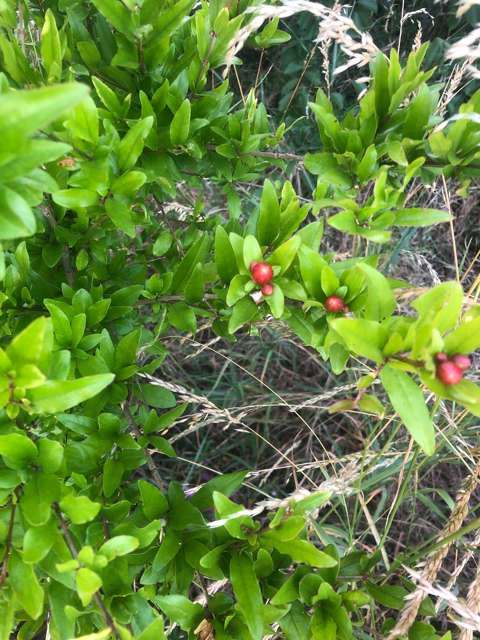 Immagine di Melograno (Punica granatum) con Non presenta sintomi evidenti di malattia