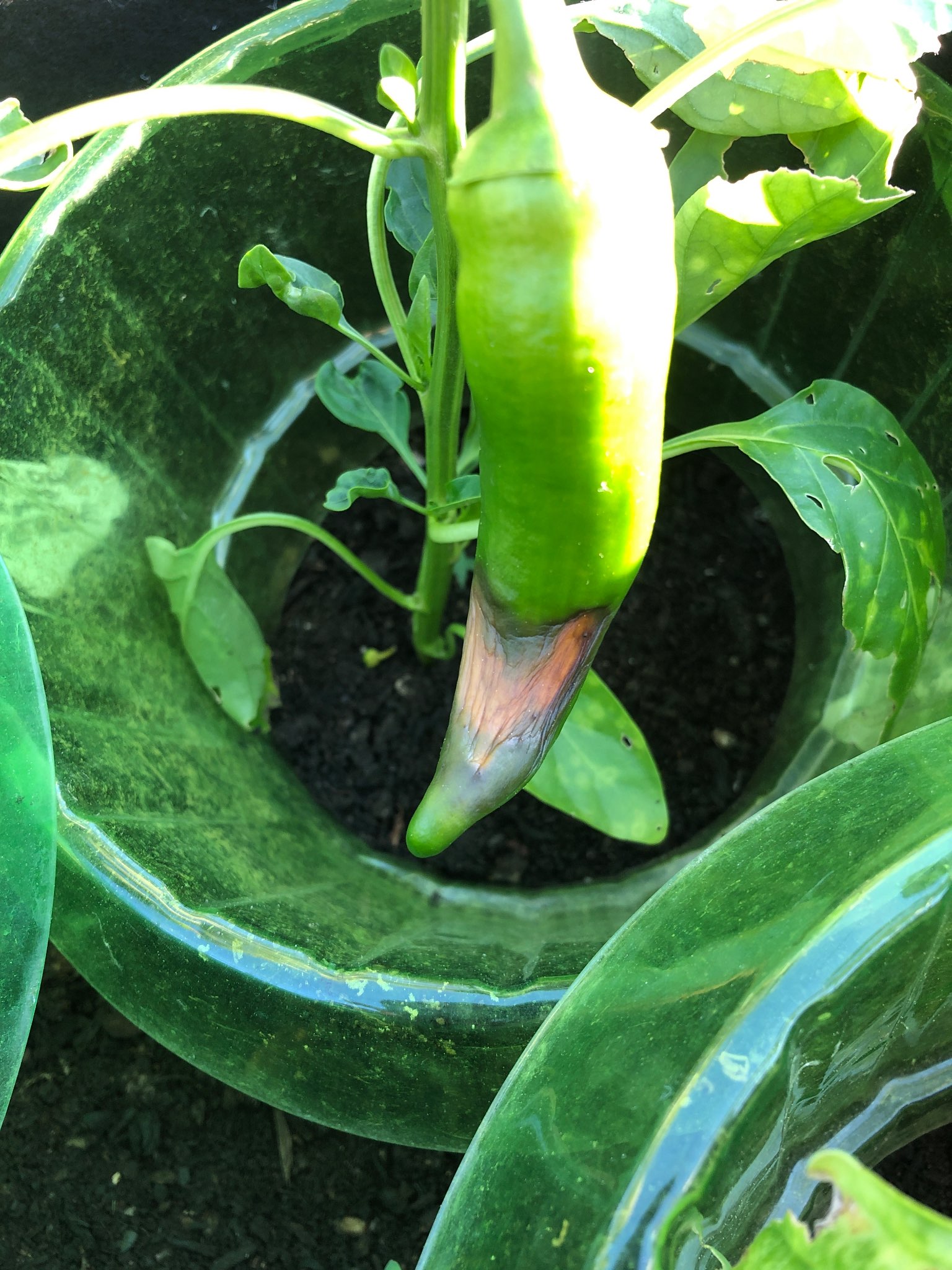 Immagine di Peperoncino con Marciume apicale (Blossom End Rot)