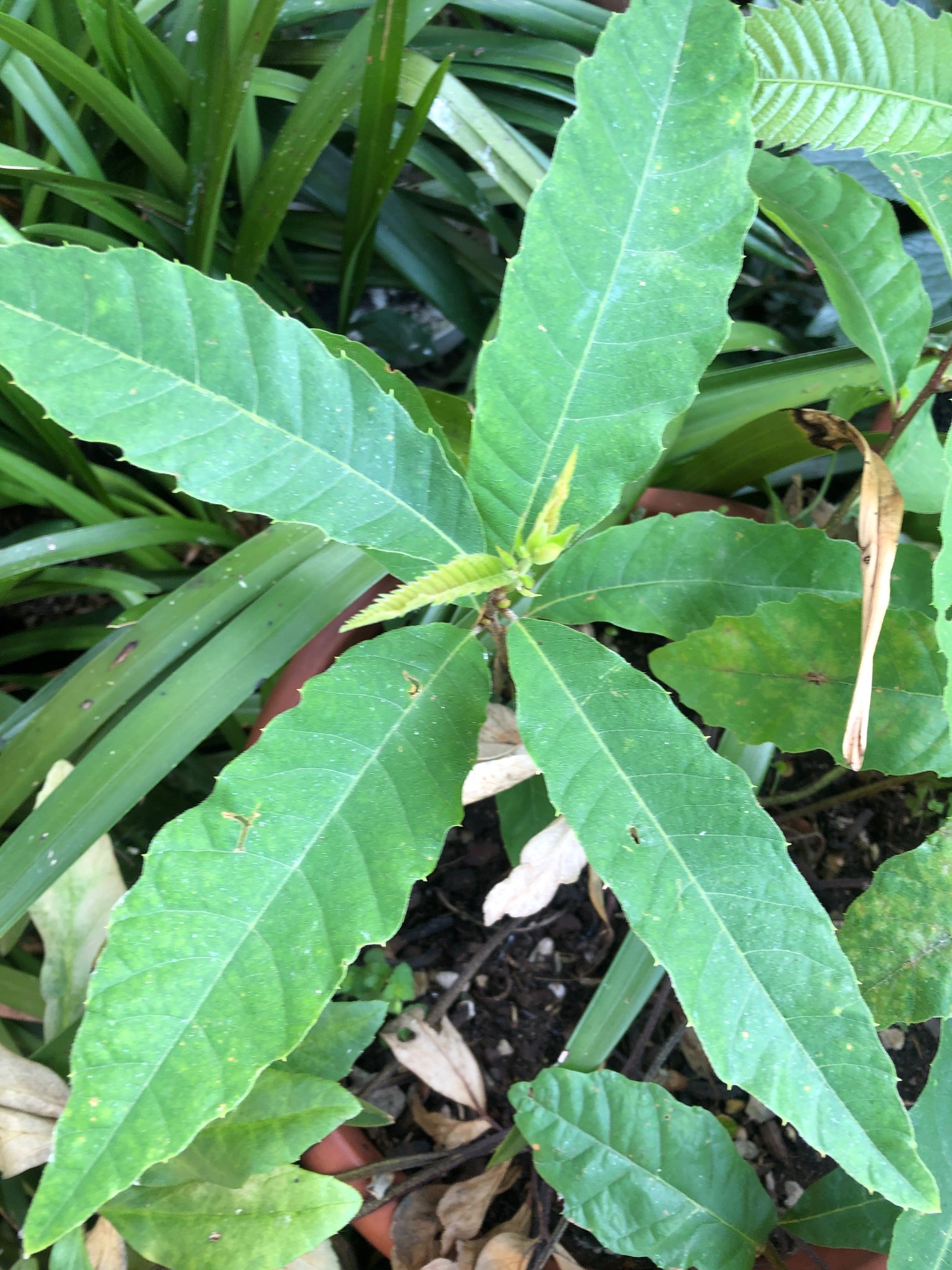 Immagine di Castagno (Castanea sativa) con Macchie fogliari lievi