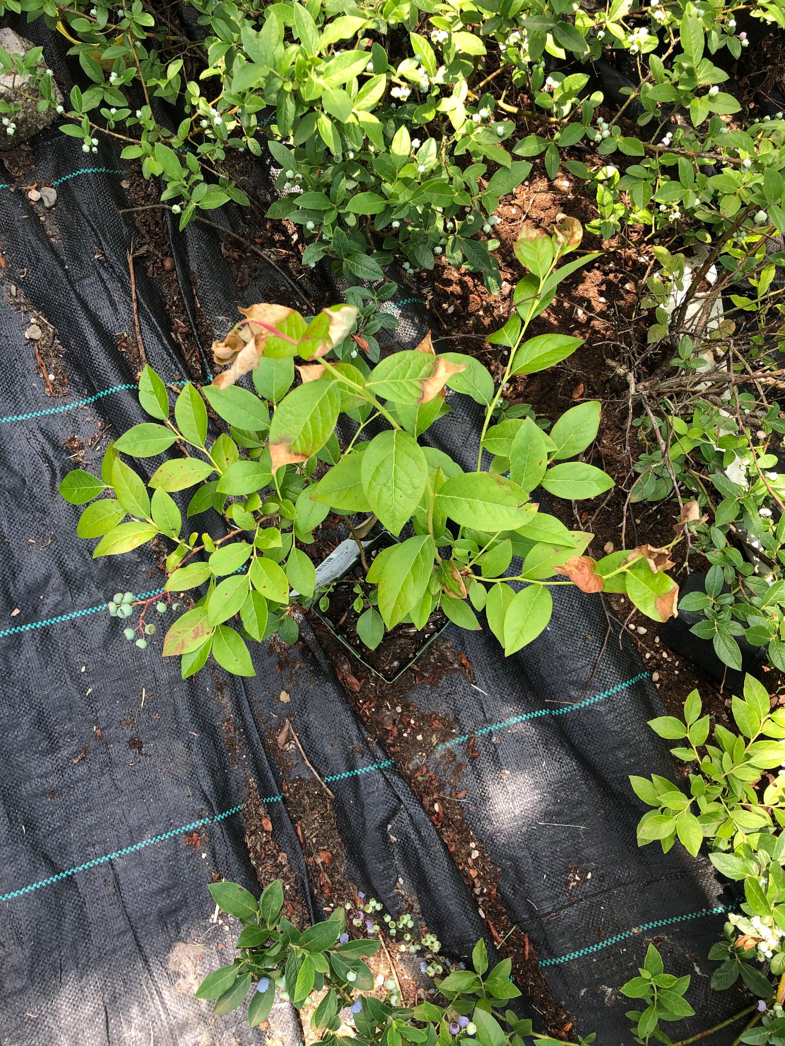 Immagine di Mirtillo (Vaccinium corymbosum) con Scottatura fogliare / Stress idrico