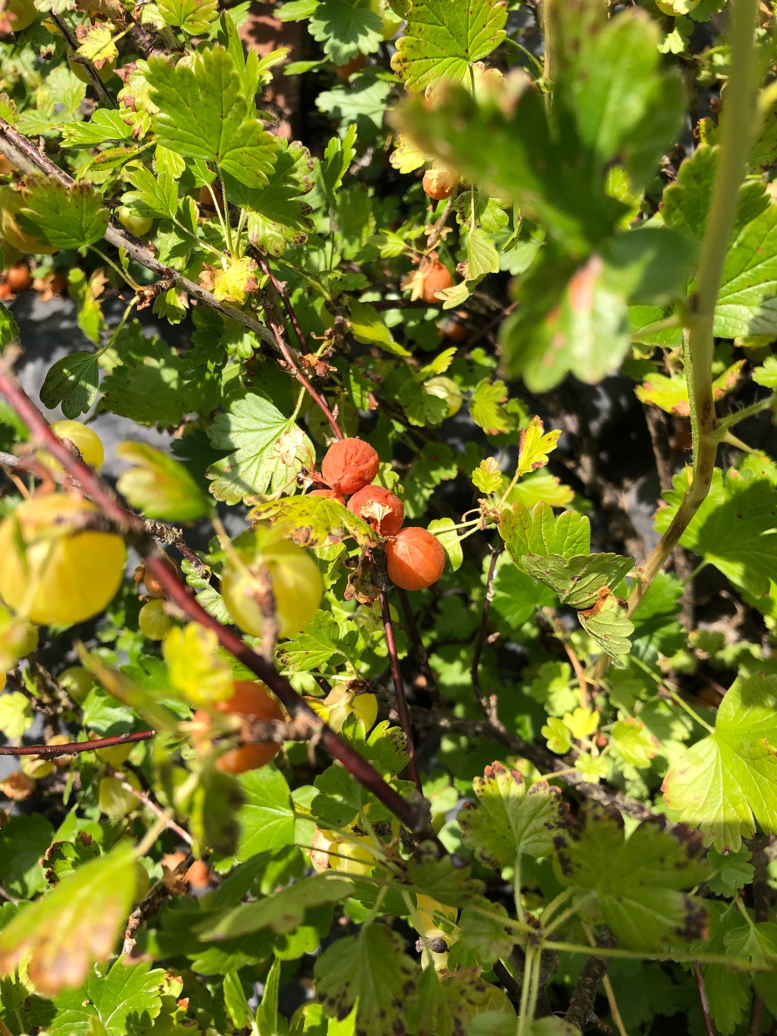 Immagine di Uva spina (Ribes uva-crispa) con Oidio americano (muffa polverosa)