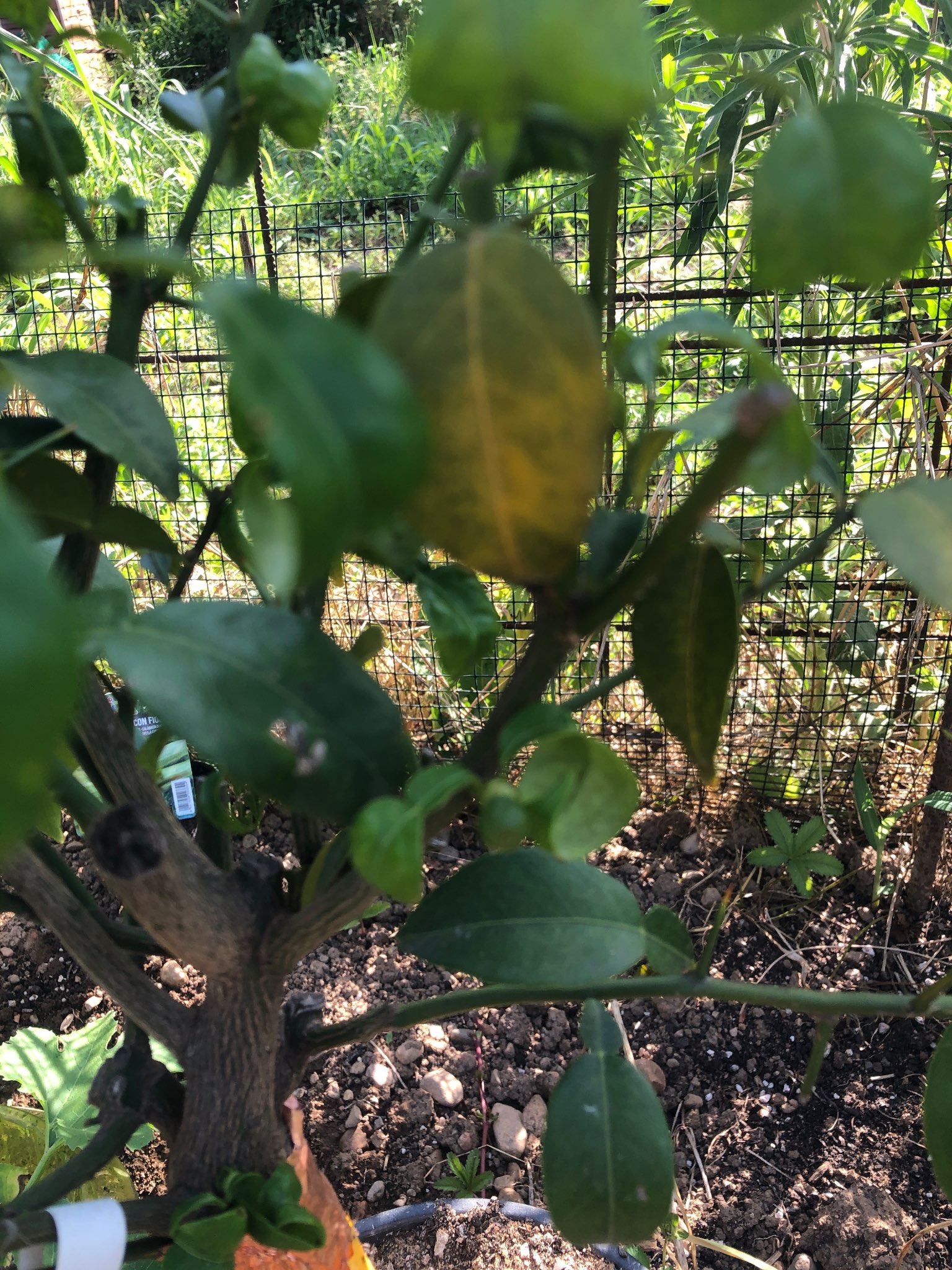 Immagine di Limone con Carenza nutrizionale (soprattutto azoto)
