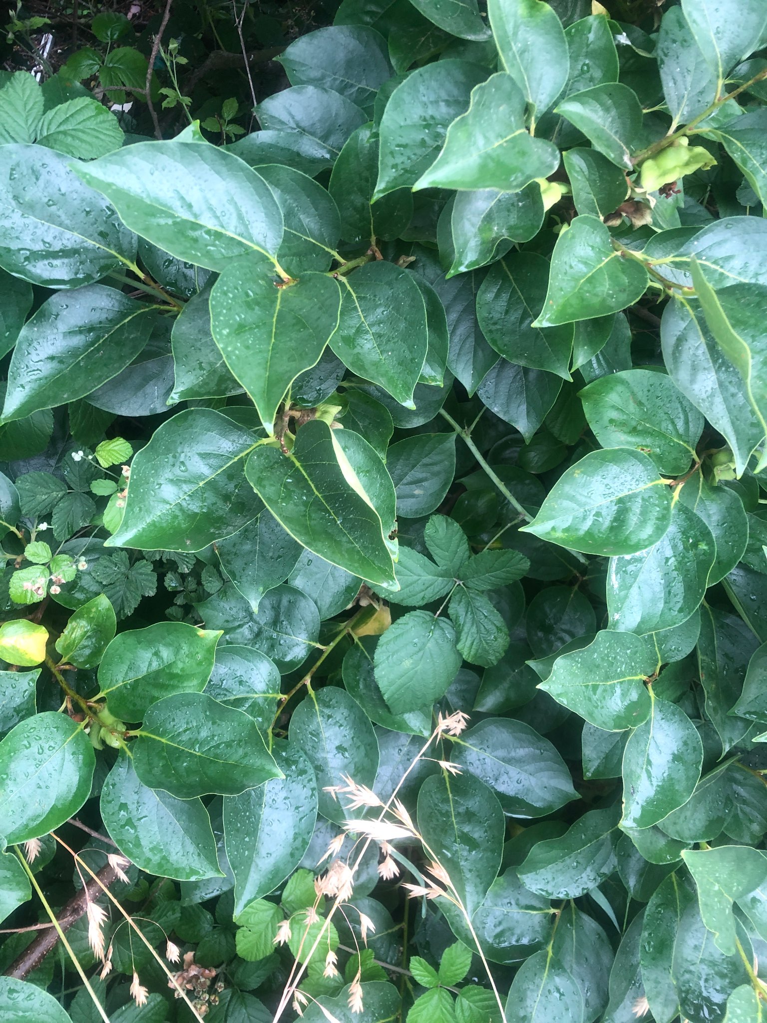 Immagine di Kaki (Diospyros kaki) con Nessuna patologia evidente