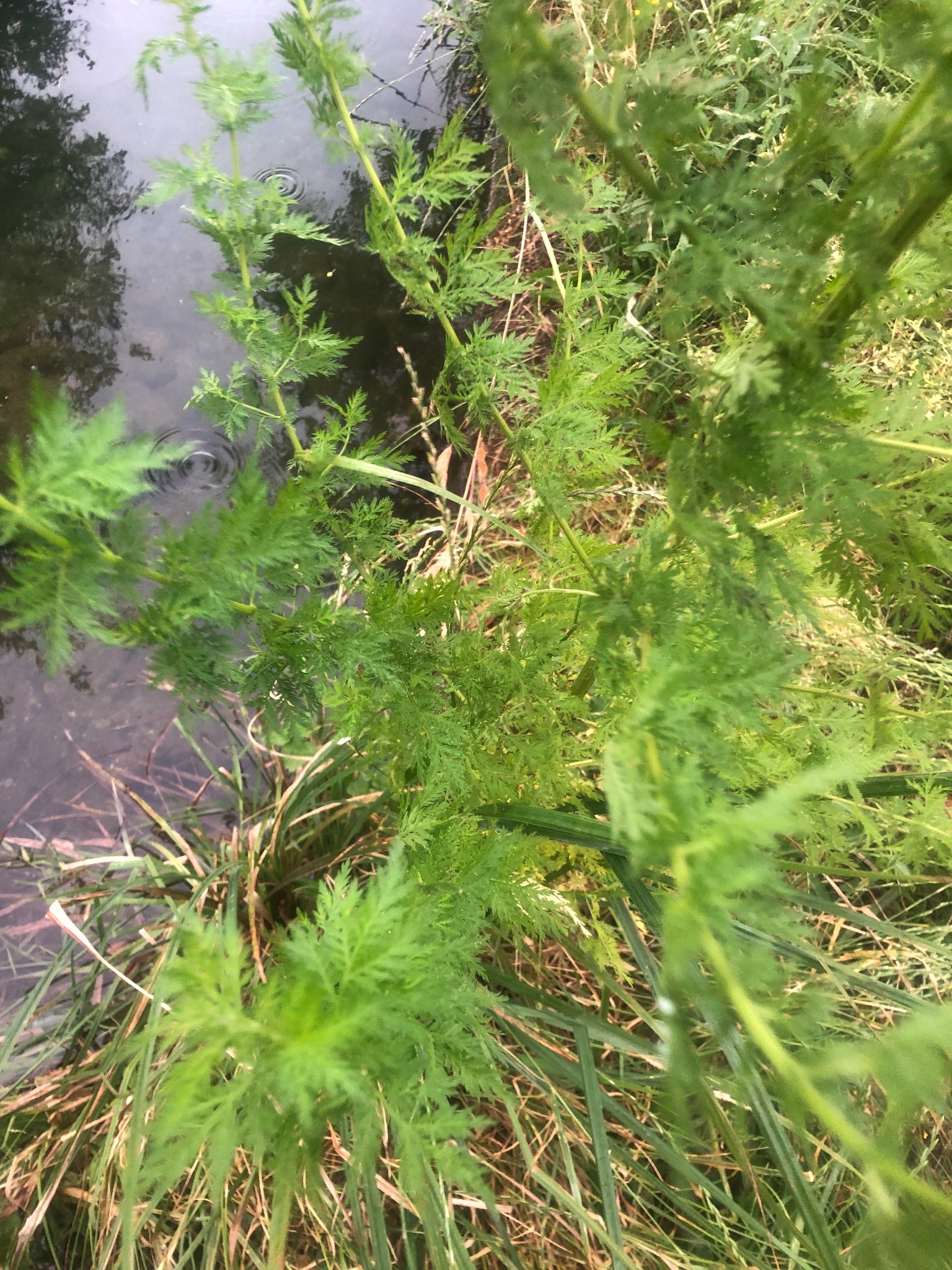 Immagine di Artemisia annua con Nessuna malattia evidente